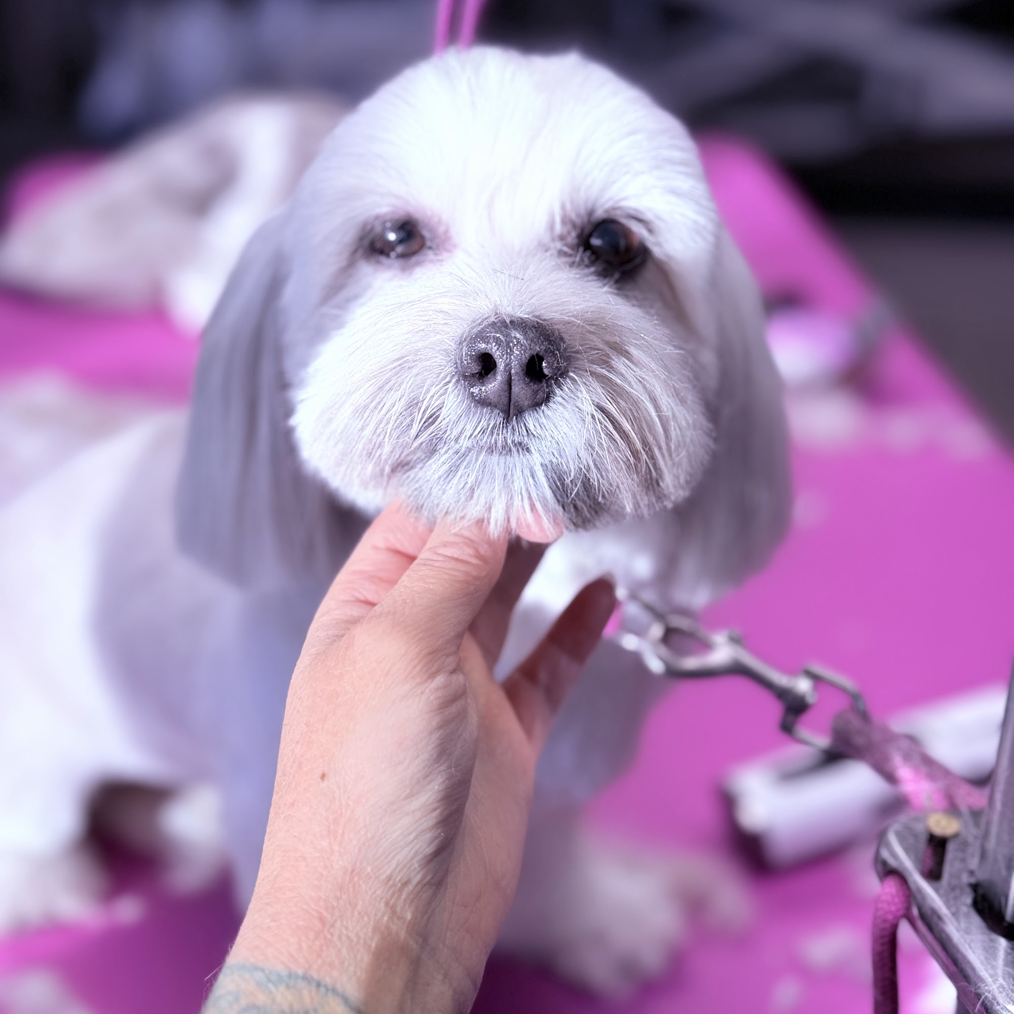 Endless PAWSibilities Luxury Pet Grooming Torrington