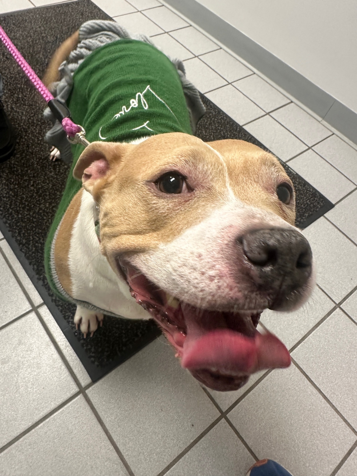 Torrington Animal Hospital Llc: Coggins Susan DVM 765 E Main St, Torrington Connecticut 06790