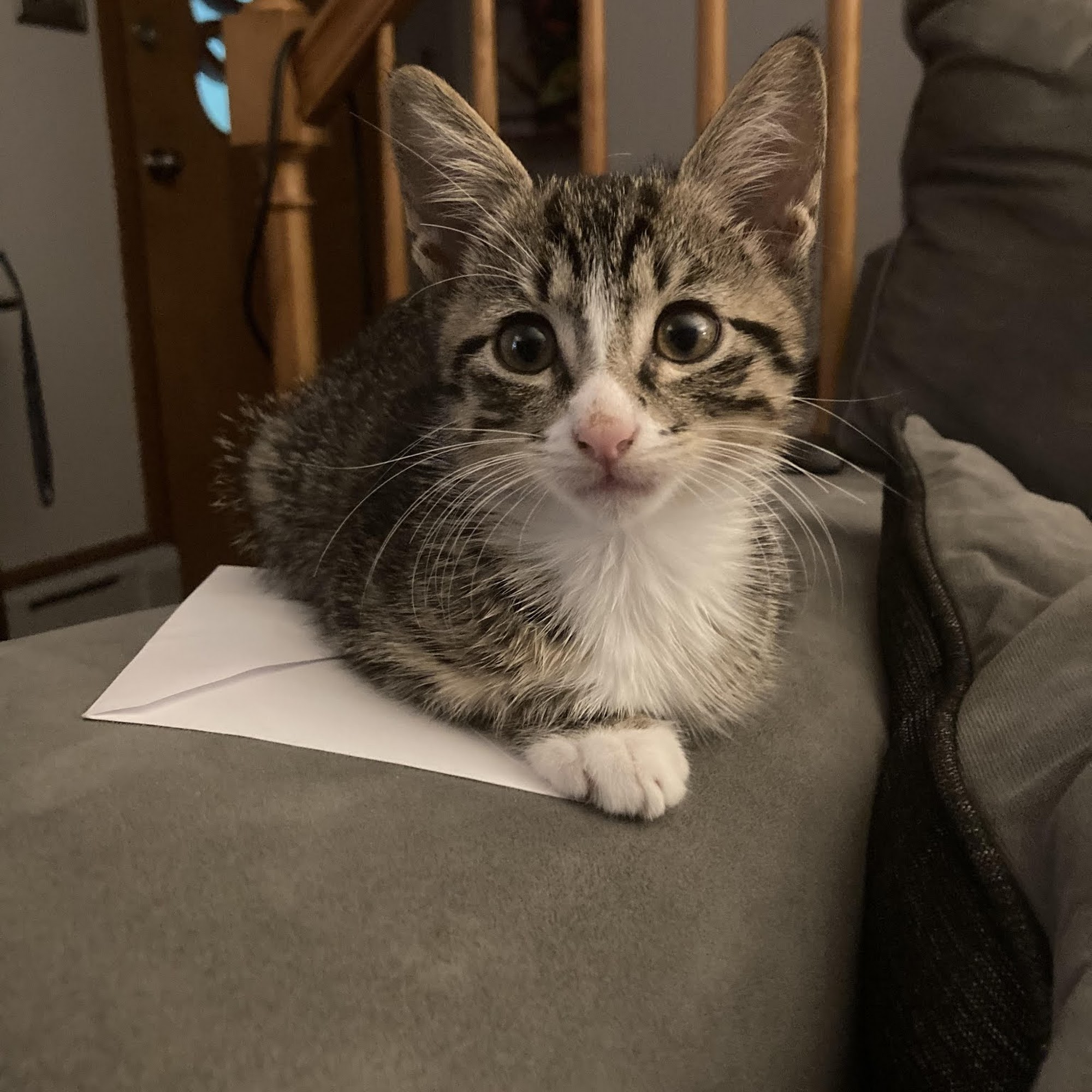 Trumbull Animal Hospital Trumbull