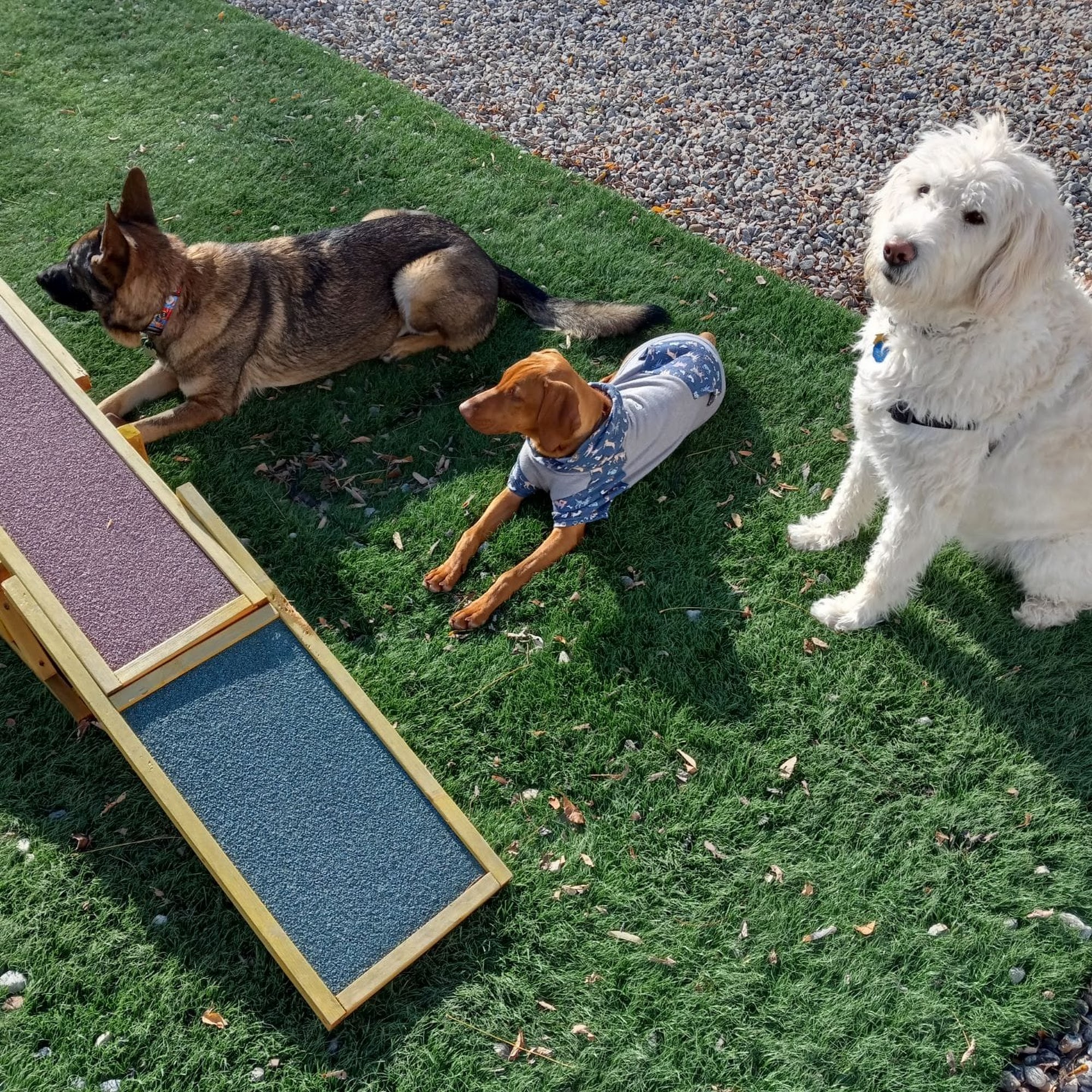 Lazy Dog Pet Salon & Daycare Vernon