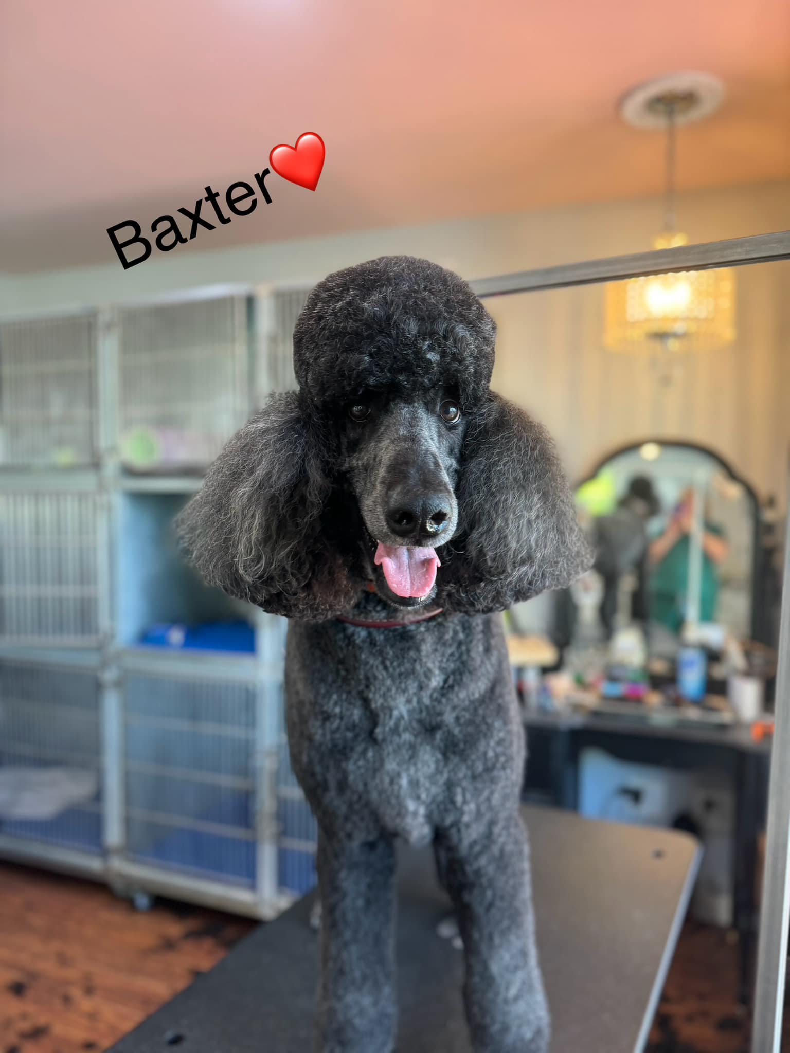 Posh Pups LLC Vernon