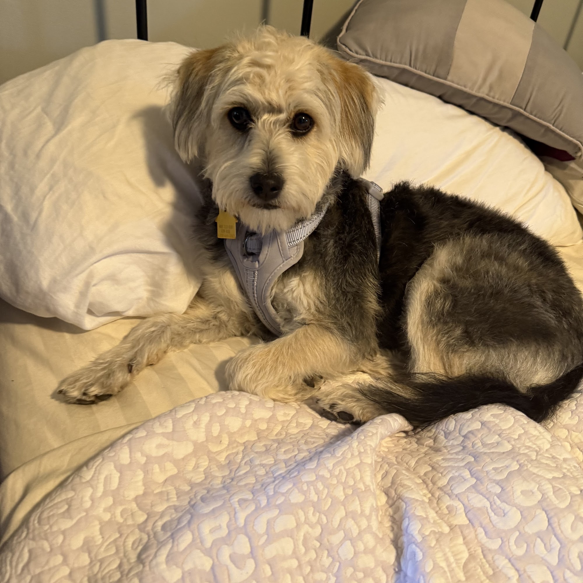 Yalesville Veterinary Hospital Wallingford