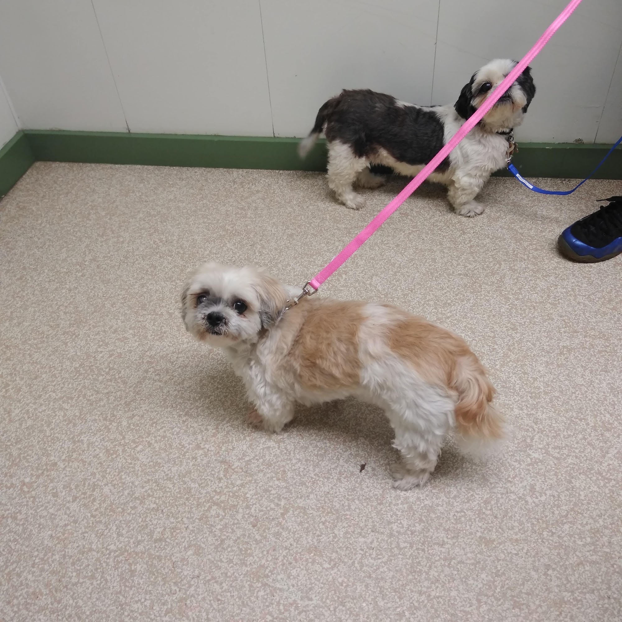 Waterford Animal Hospital Waterford