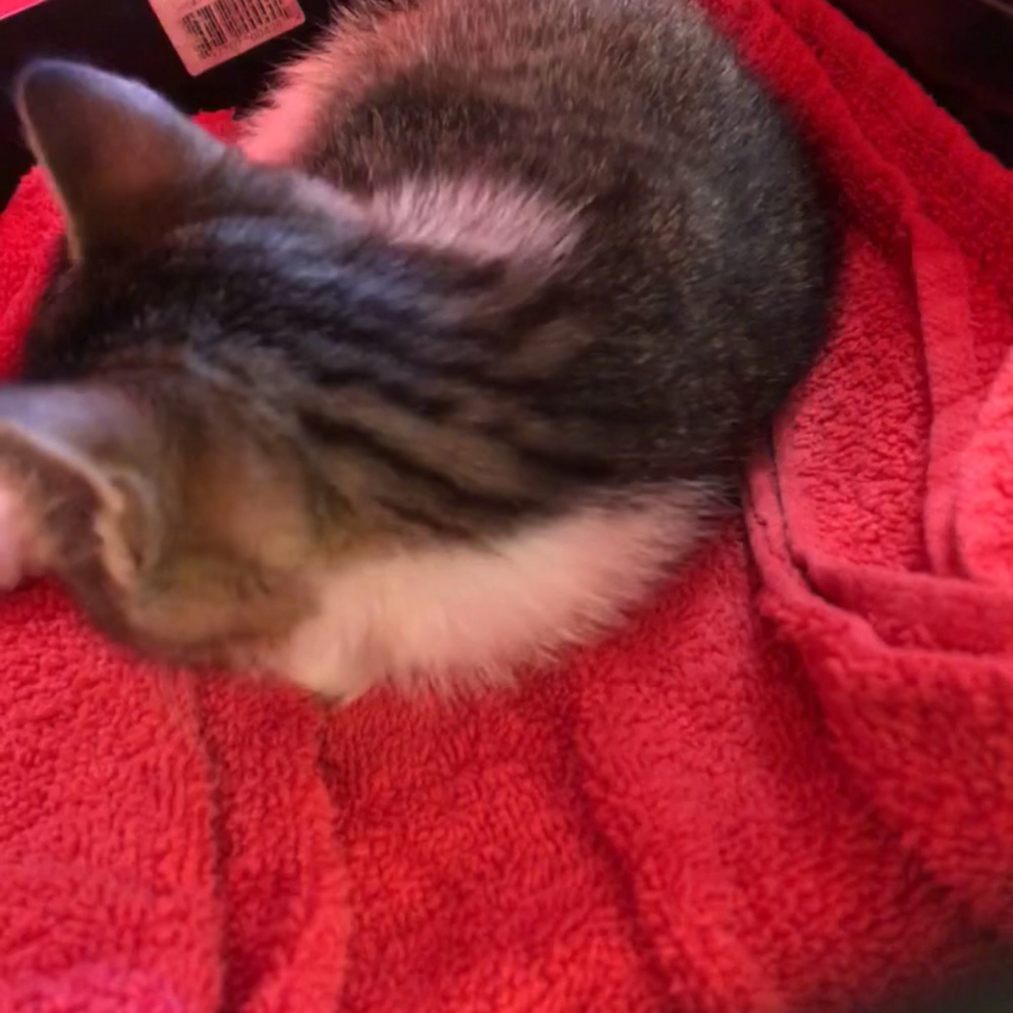 Stone Veterinary Hospital Watertown