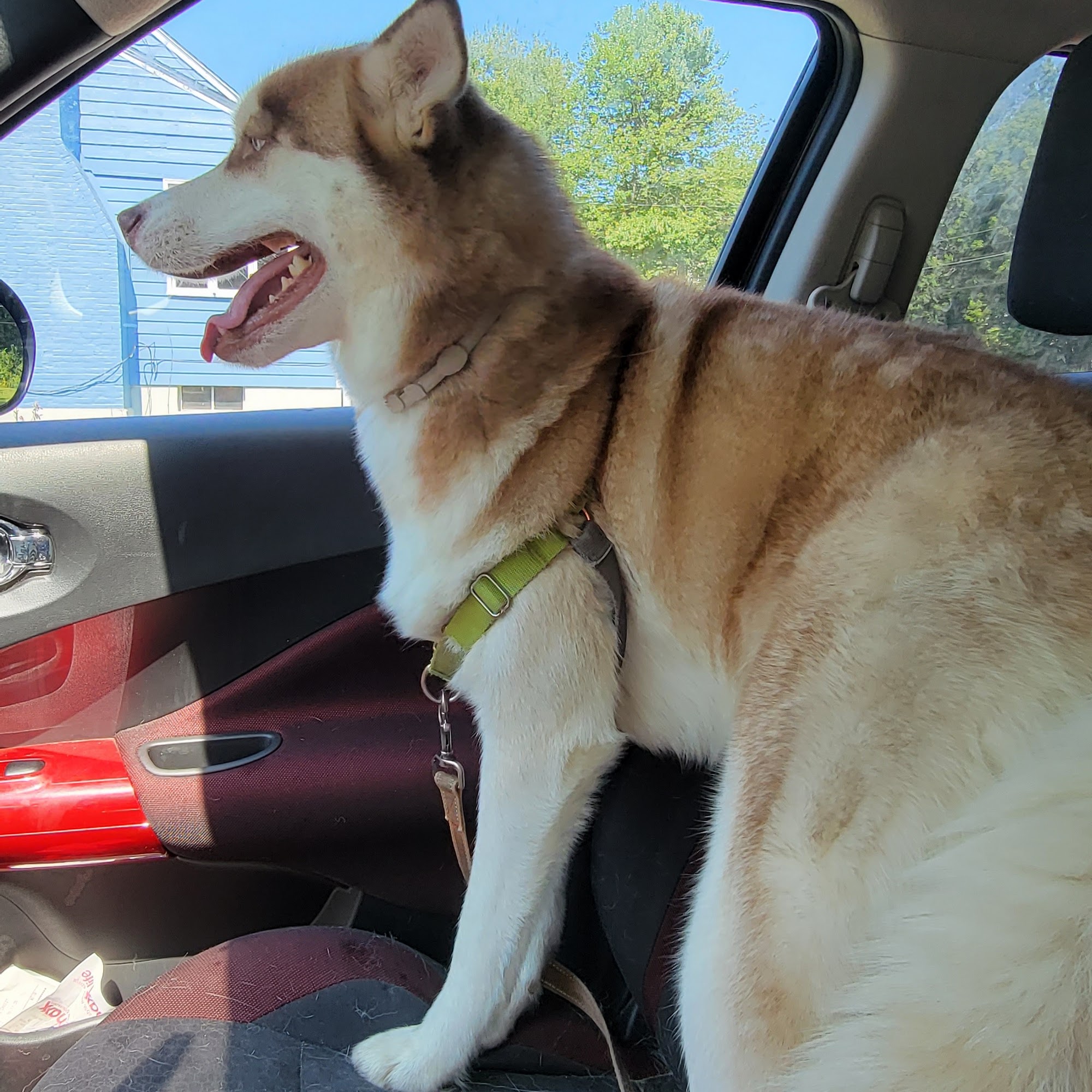 Watertown Animal Hospital Watertown