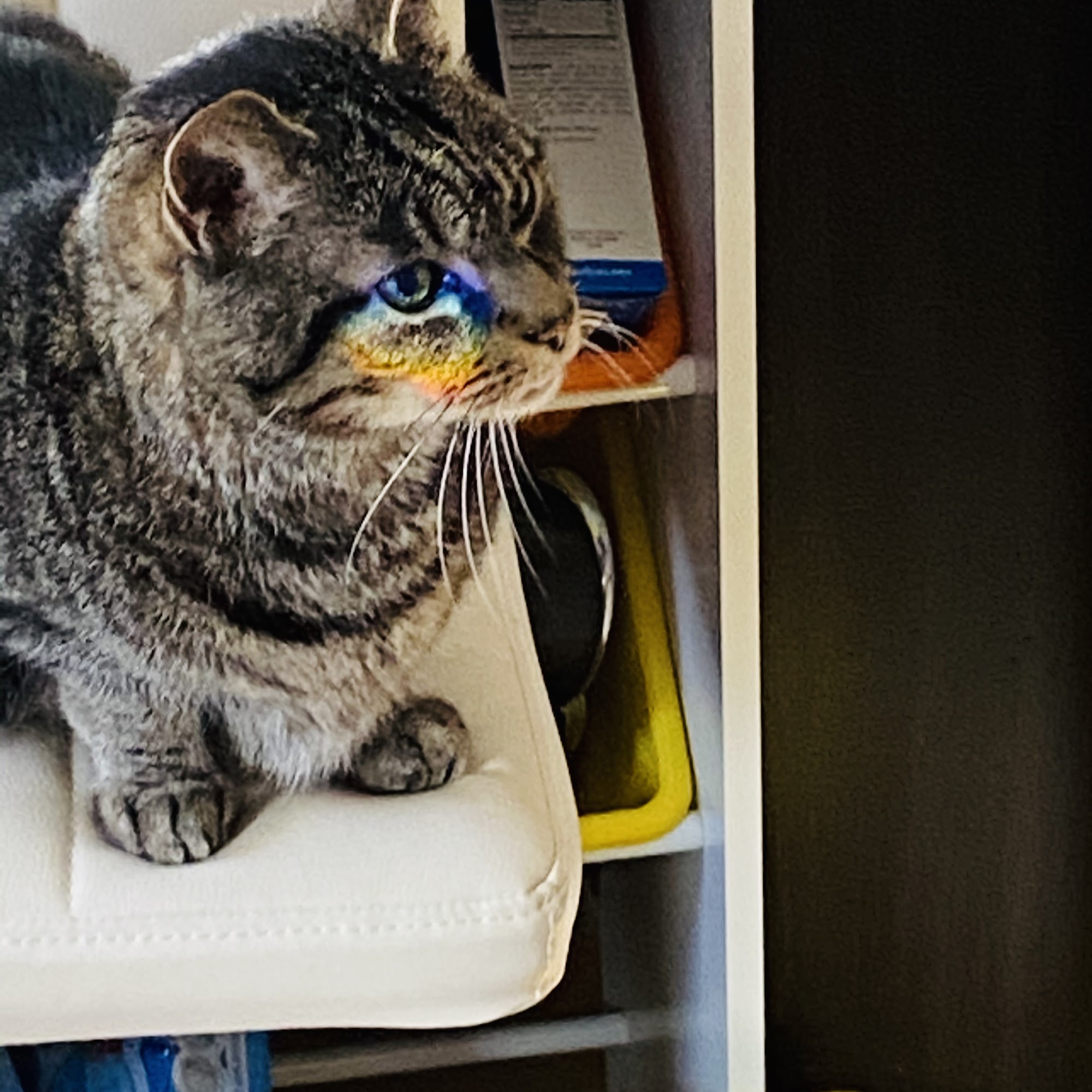 Petcare Veterinary Services West Hartford