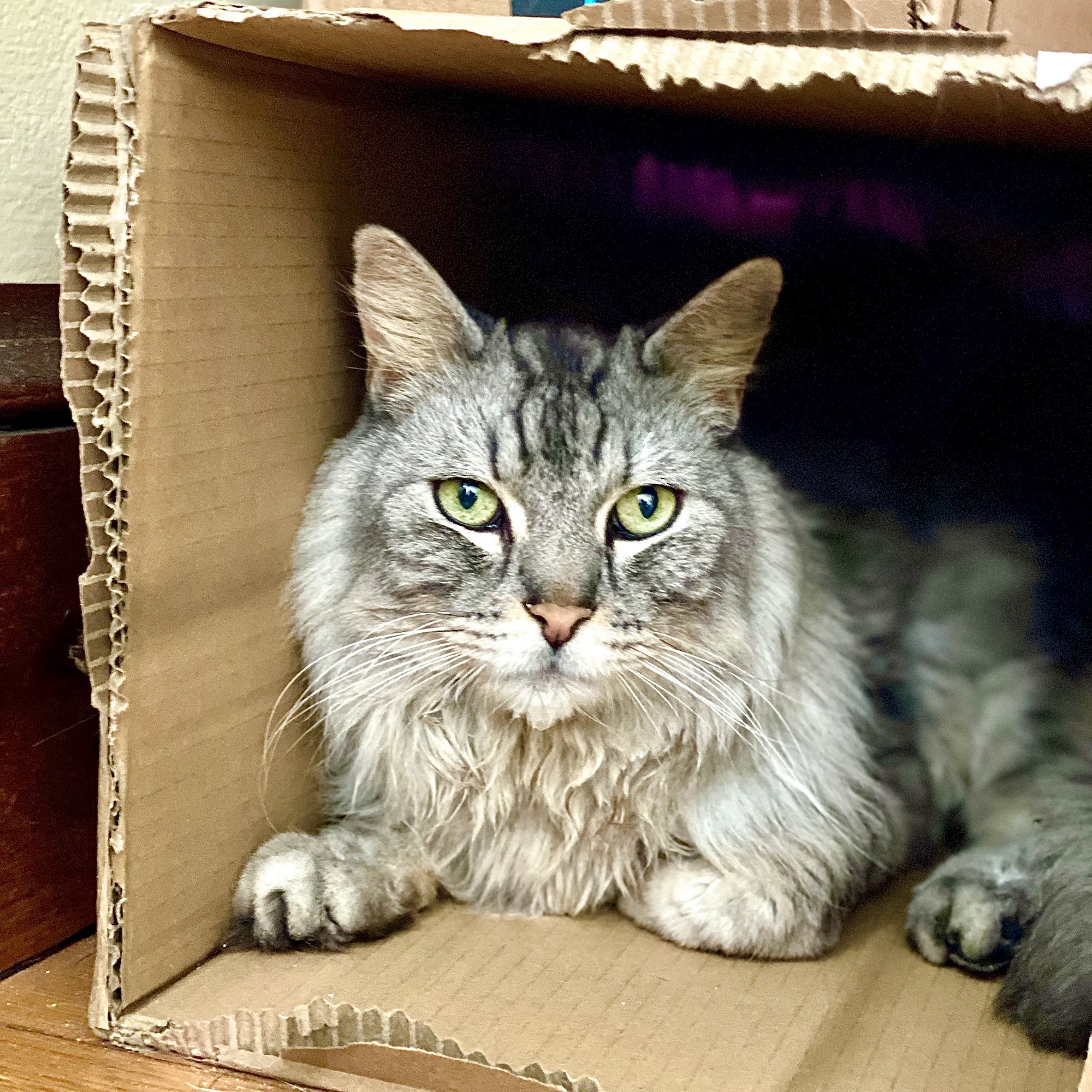 Cats Limited Veterinary Hospital West Hartford