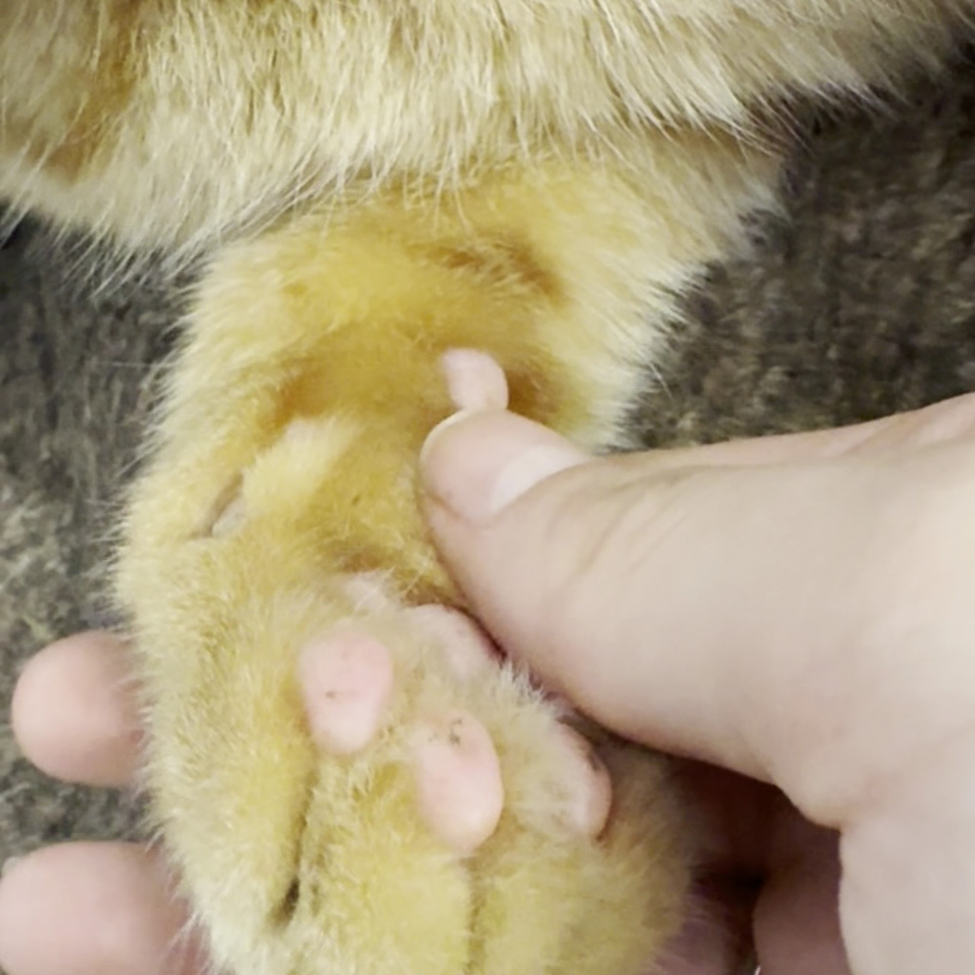 West Haven Animal Clinic West Haven