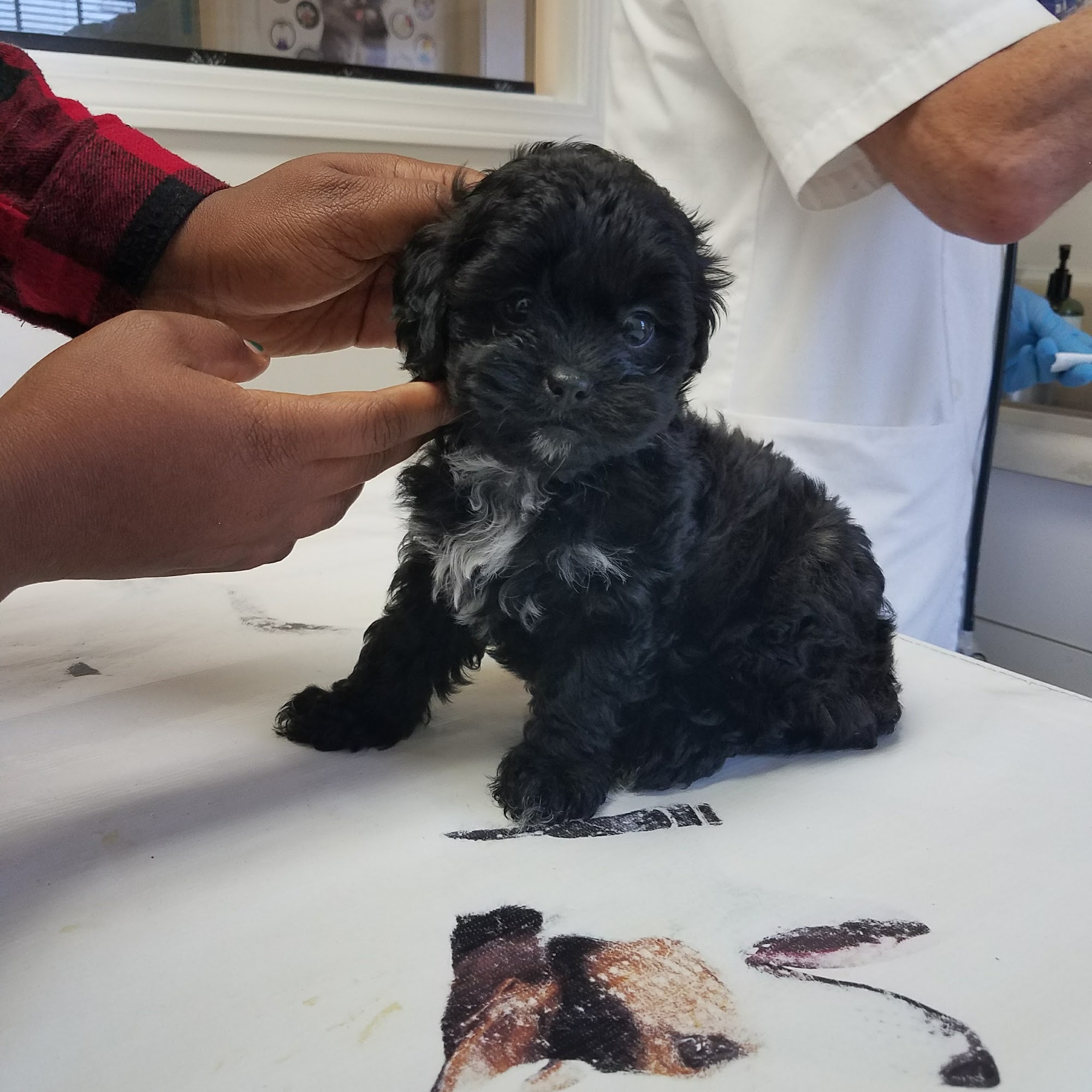 Angel Animal Hospital West Haven