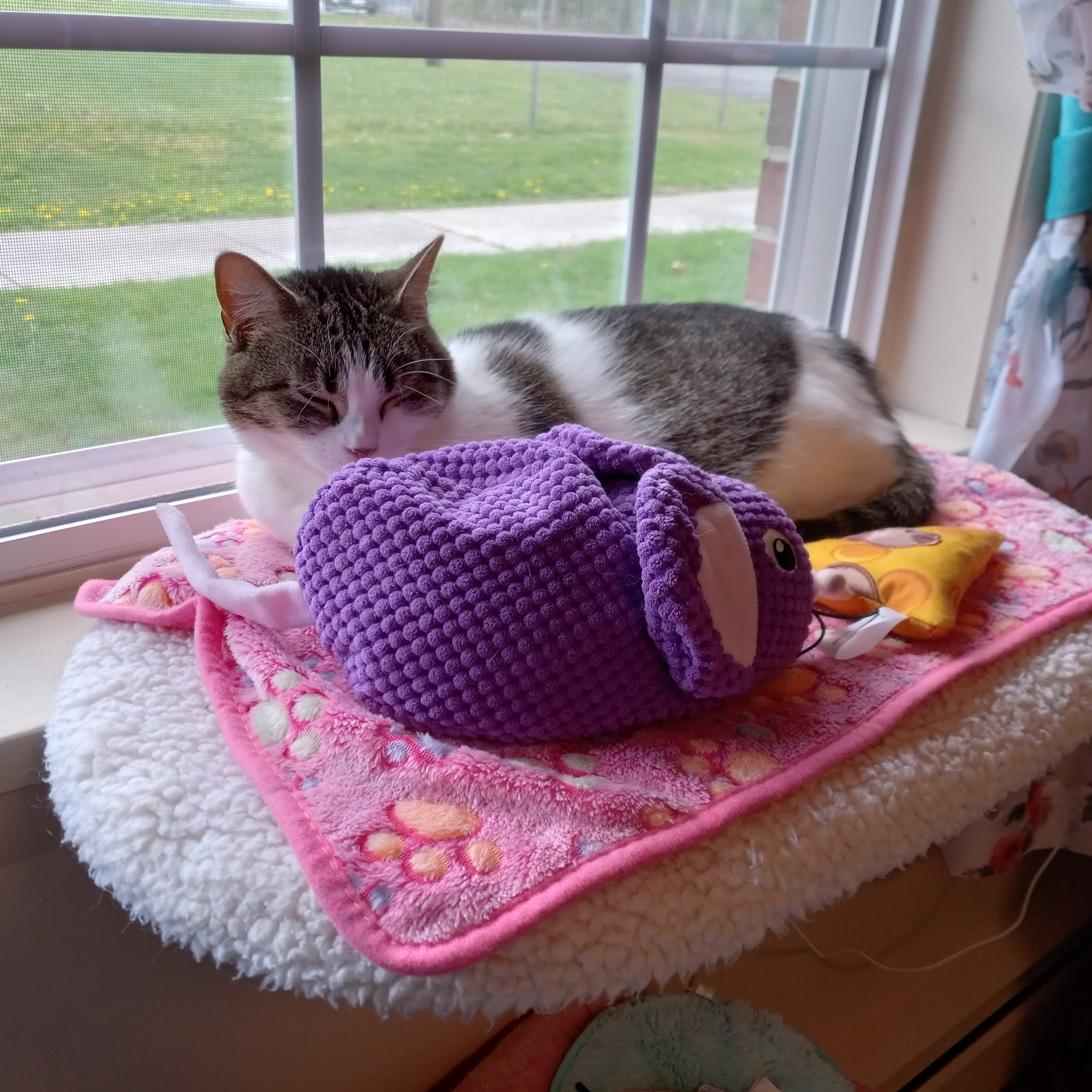 Team Tait's Every Animal Matters Westbrook