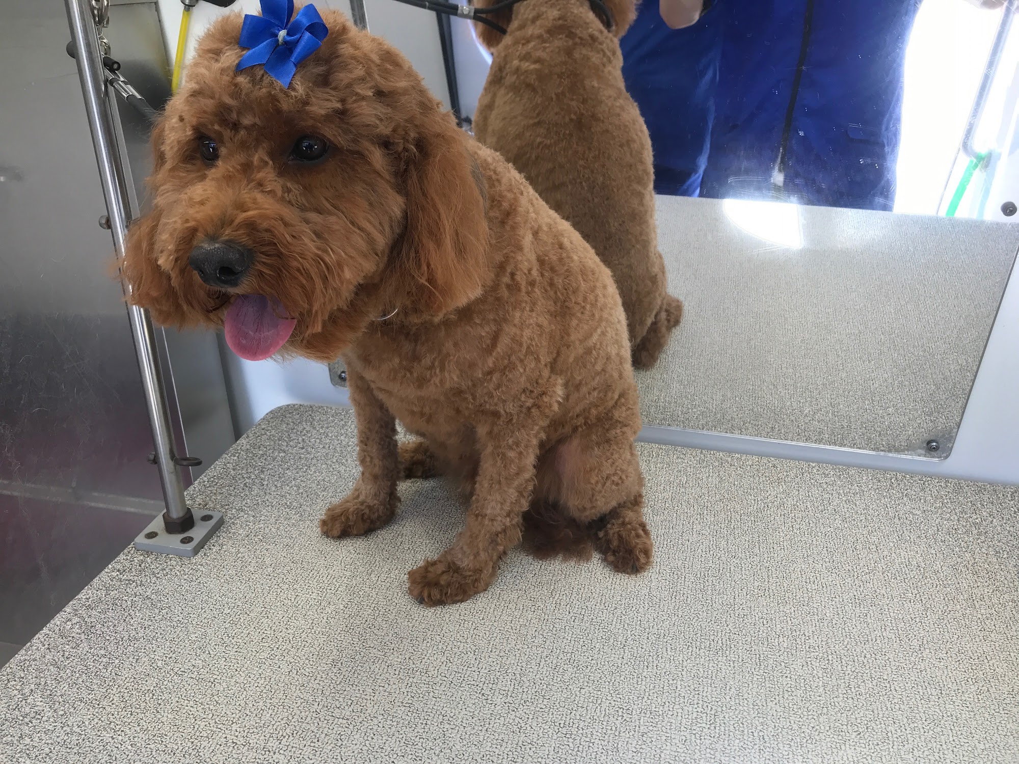 Clean Paws Mobile Spa Westbrook