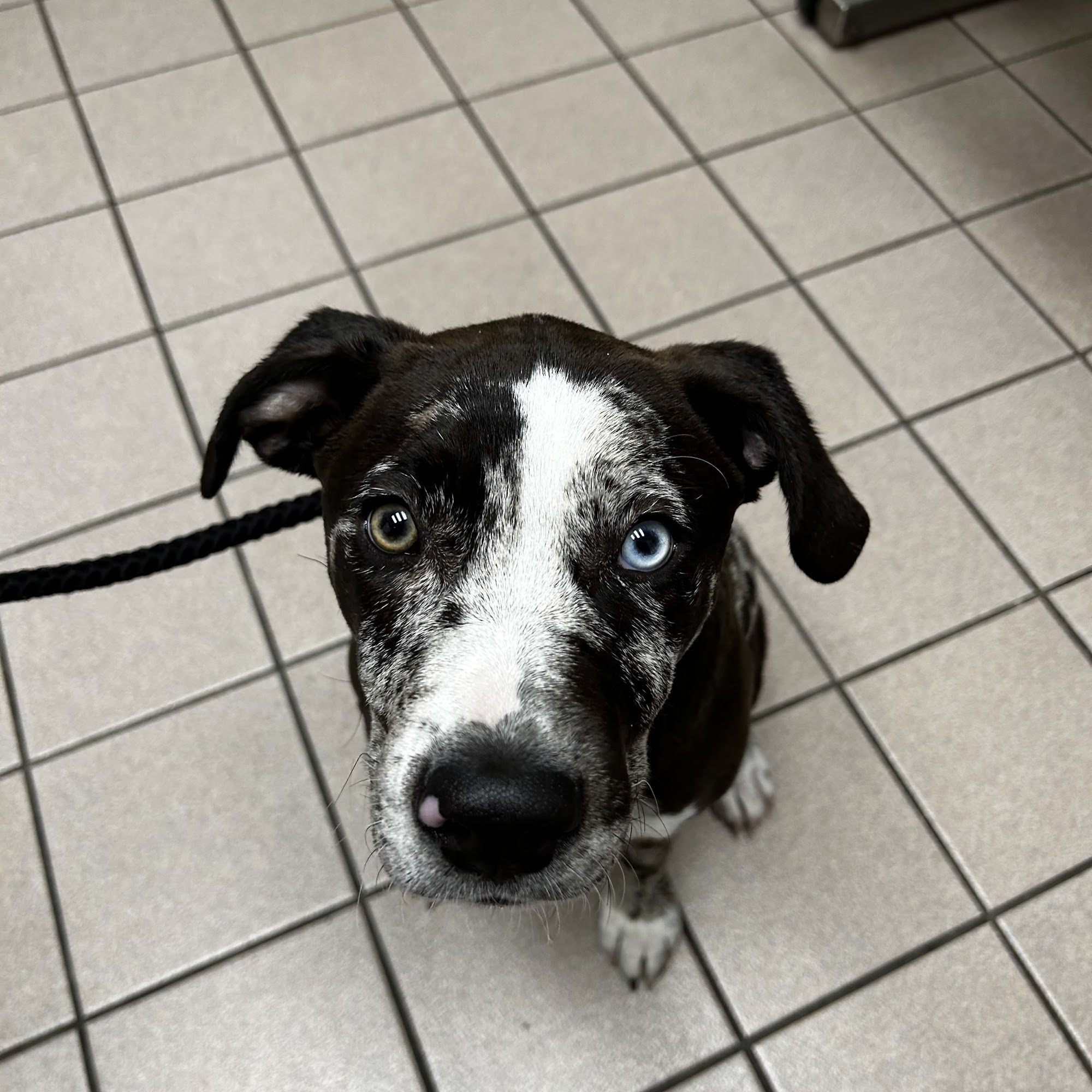 Animal Doctor of Weston Weston