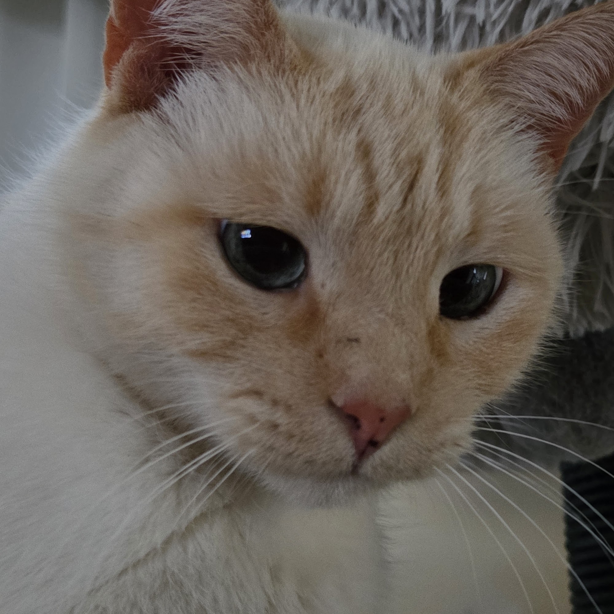 Schulhof Animal Hospital Westport