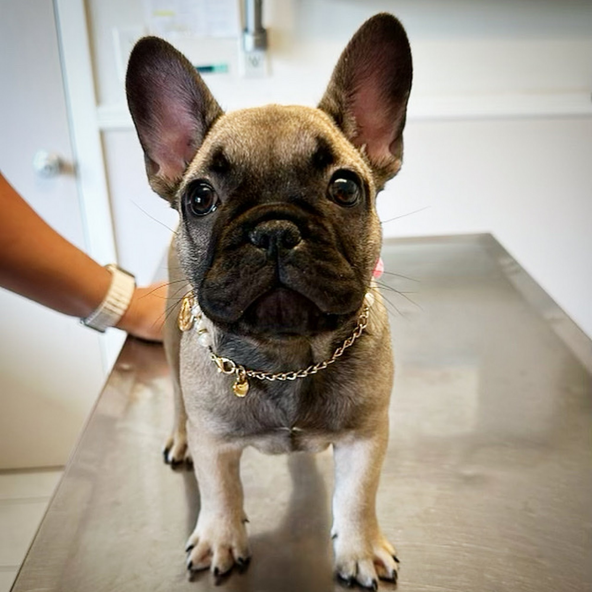 Westport Animal Hospital Westport