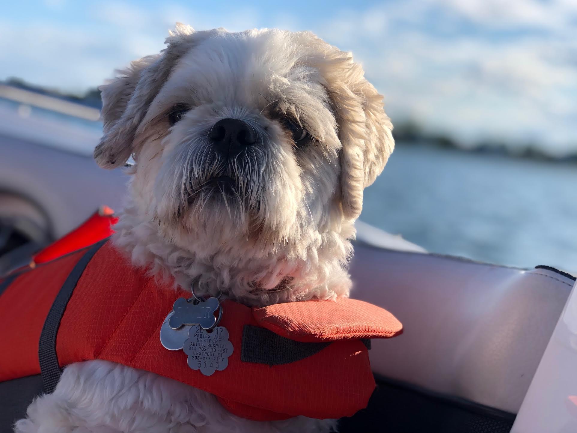 Westport Animal Hospital Westport