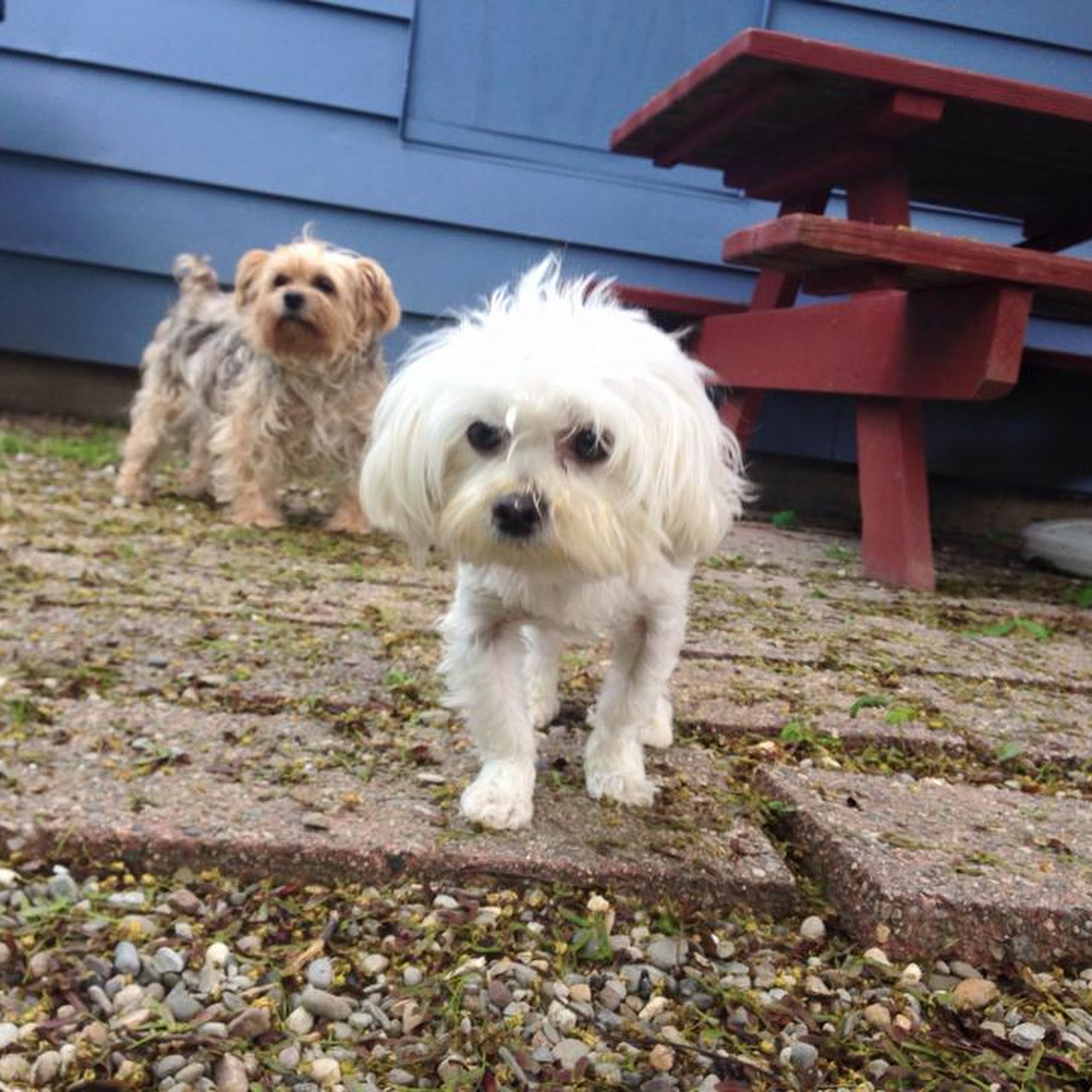 Town House For Dogs & Cats Westport