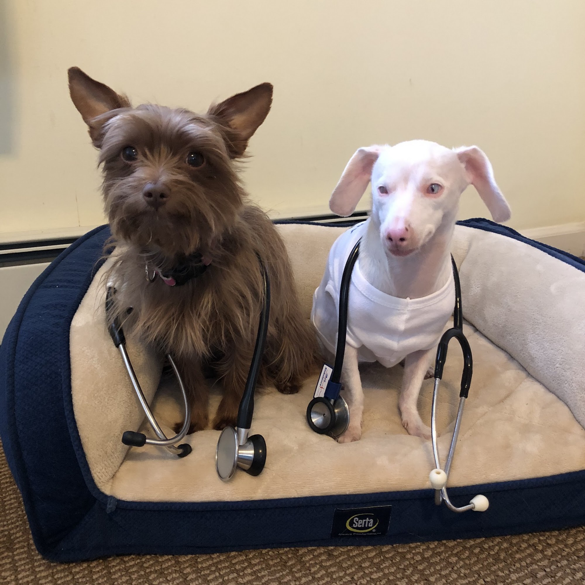 Shapiro Melissa DVM Westport