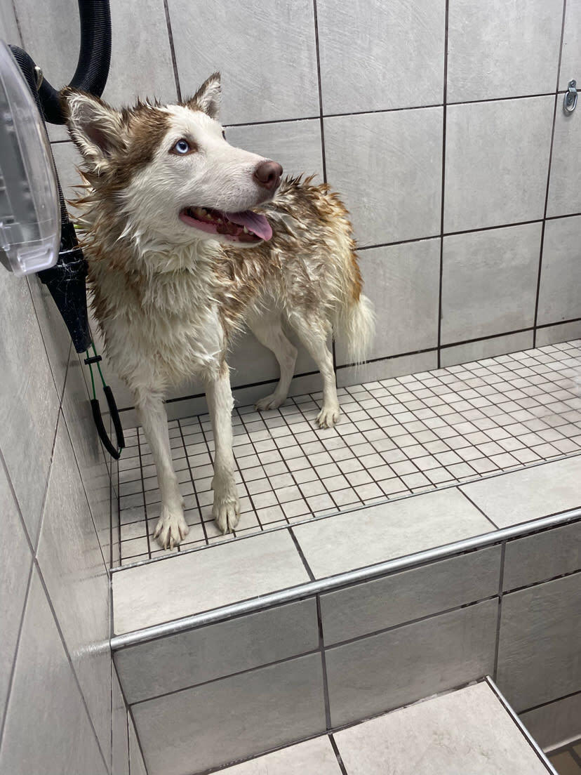 Pet Supplies Plus Wethersfield Wethersfield