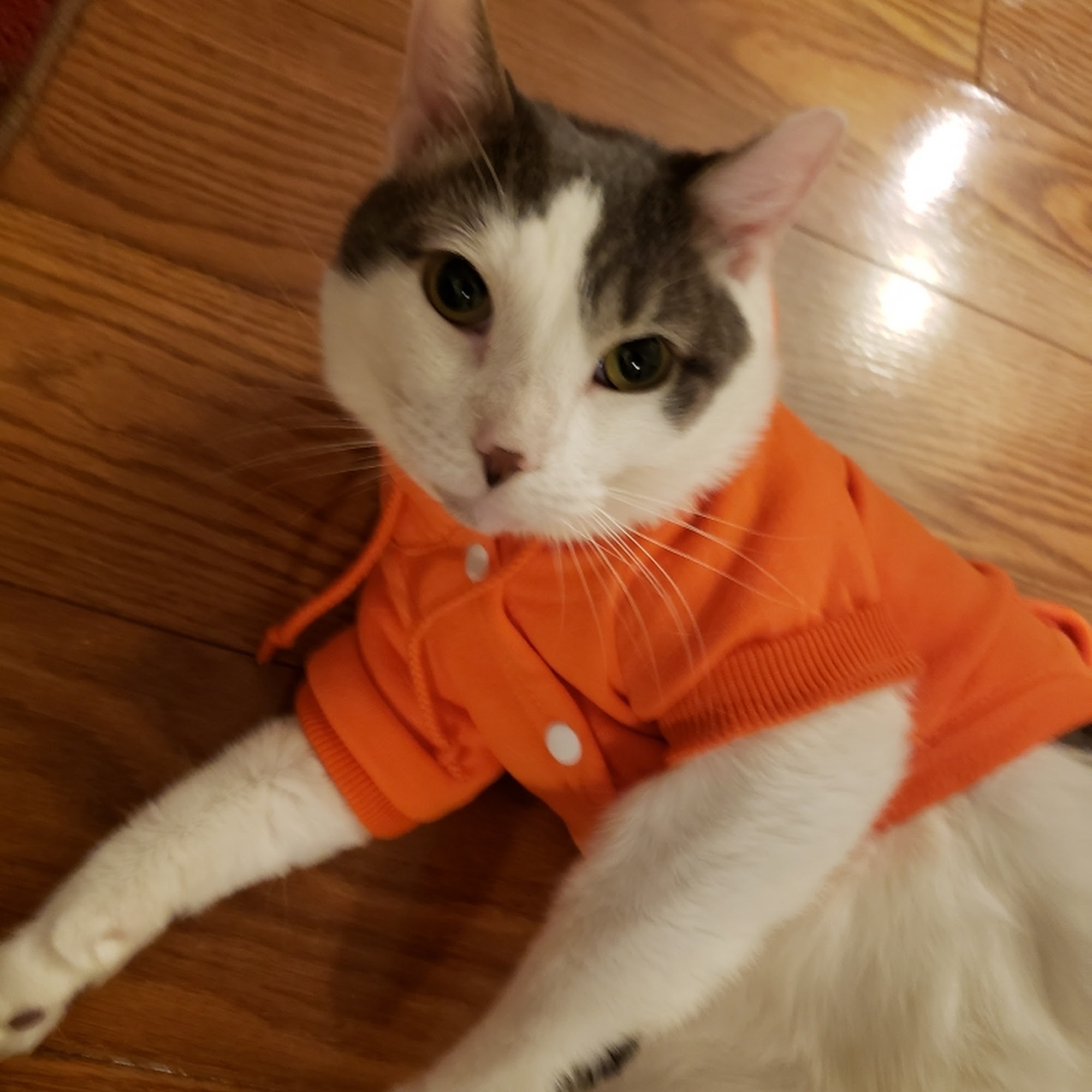 Double A Veterinary Hospital Wethersfield