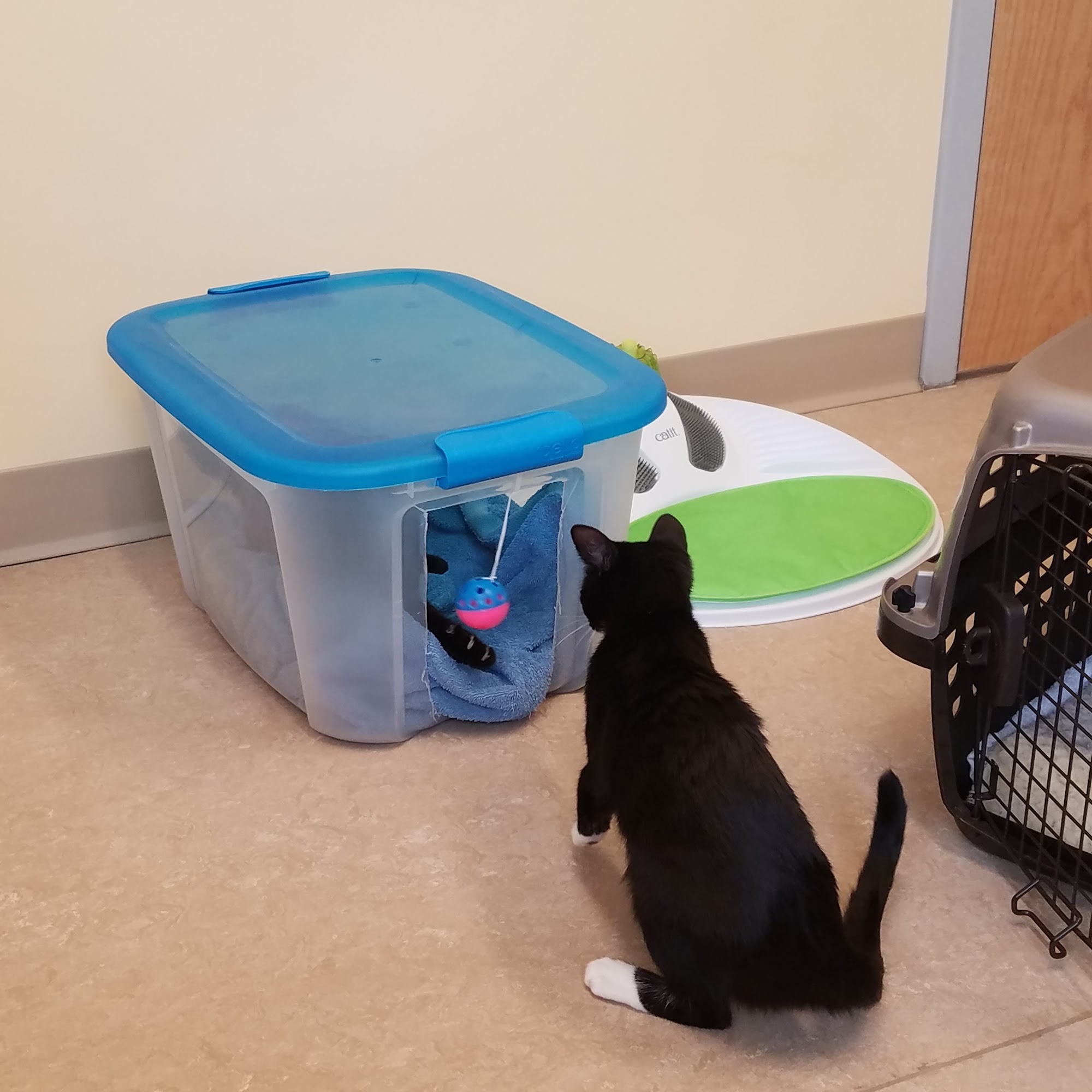 Beaver Brook Animal Hospital Wethersfield