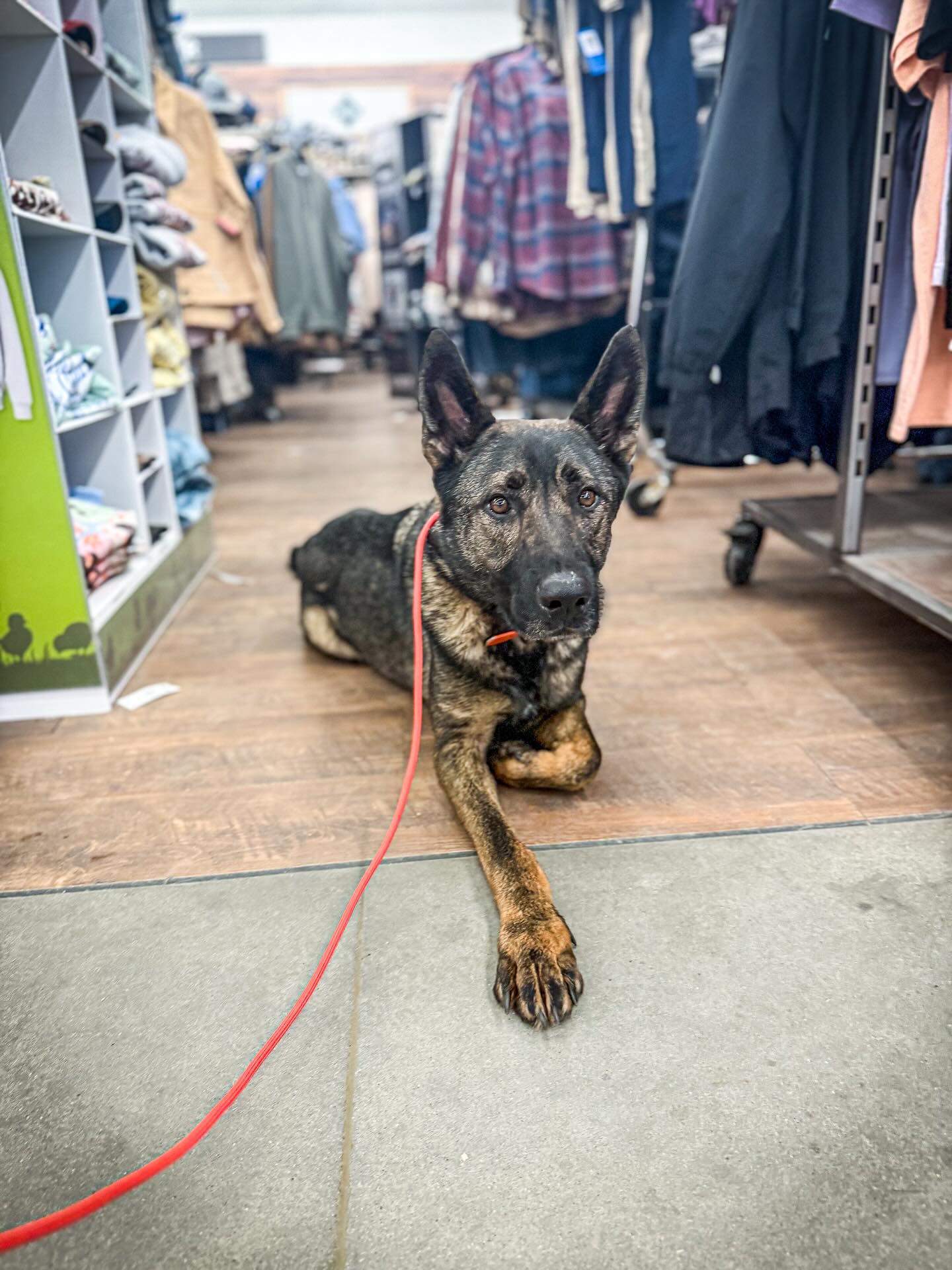 V3 Gun Dogs & Canine Academy Willimantic