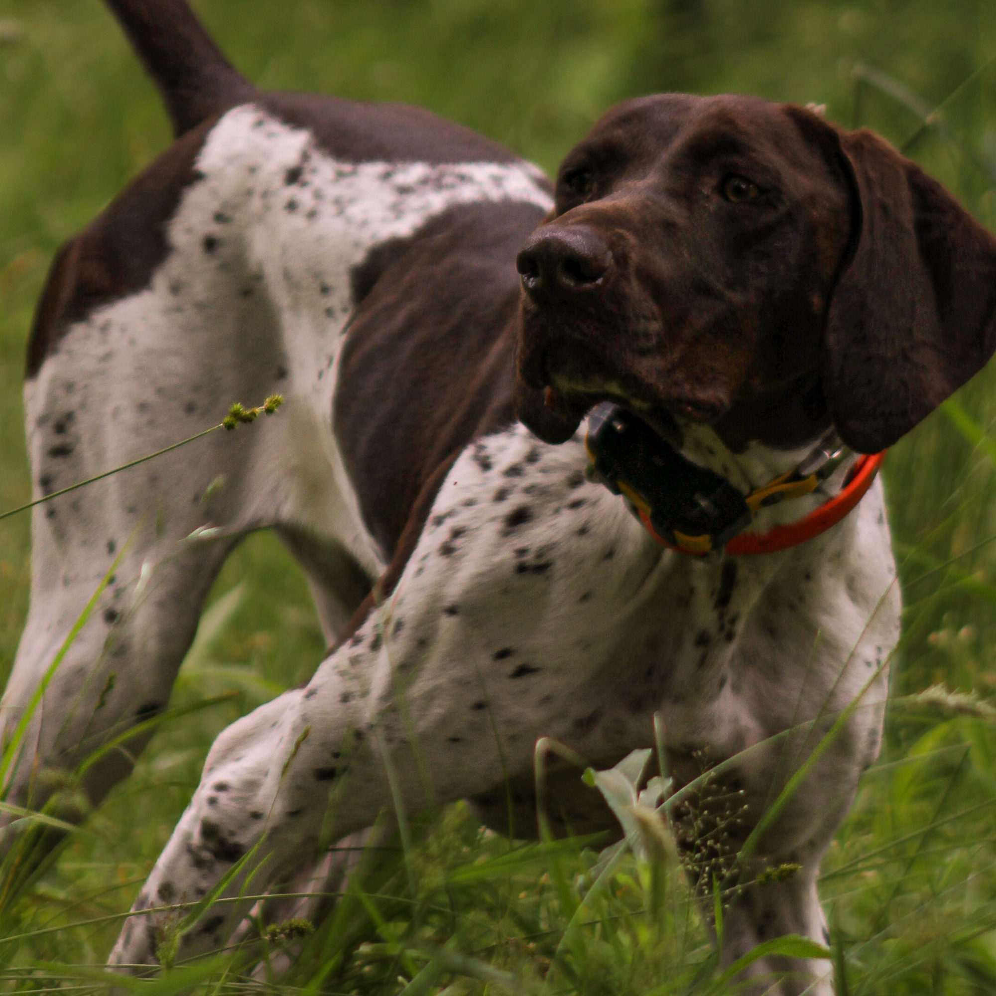 V3 Gun Dogs & Canine Academy 42 Natchaug St, Willimantic Connecticut 06226