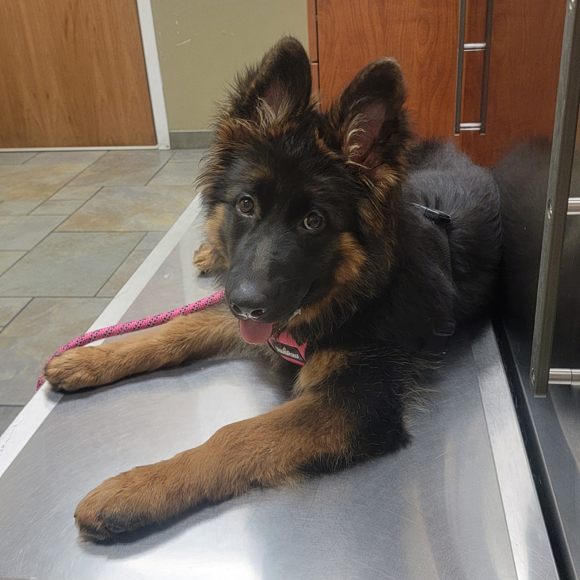 River Road Veterinary Center Willington