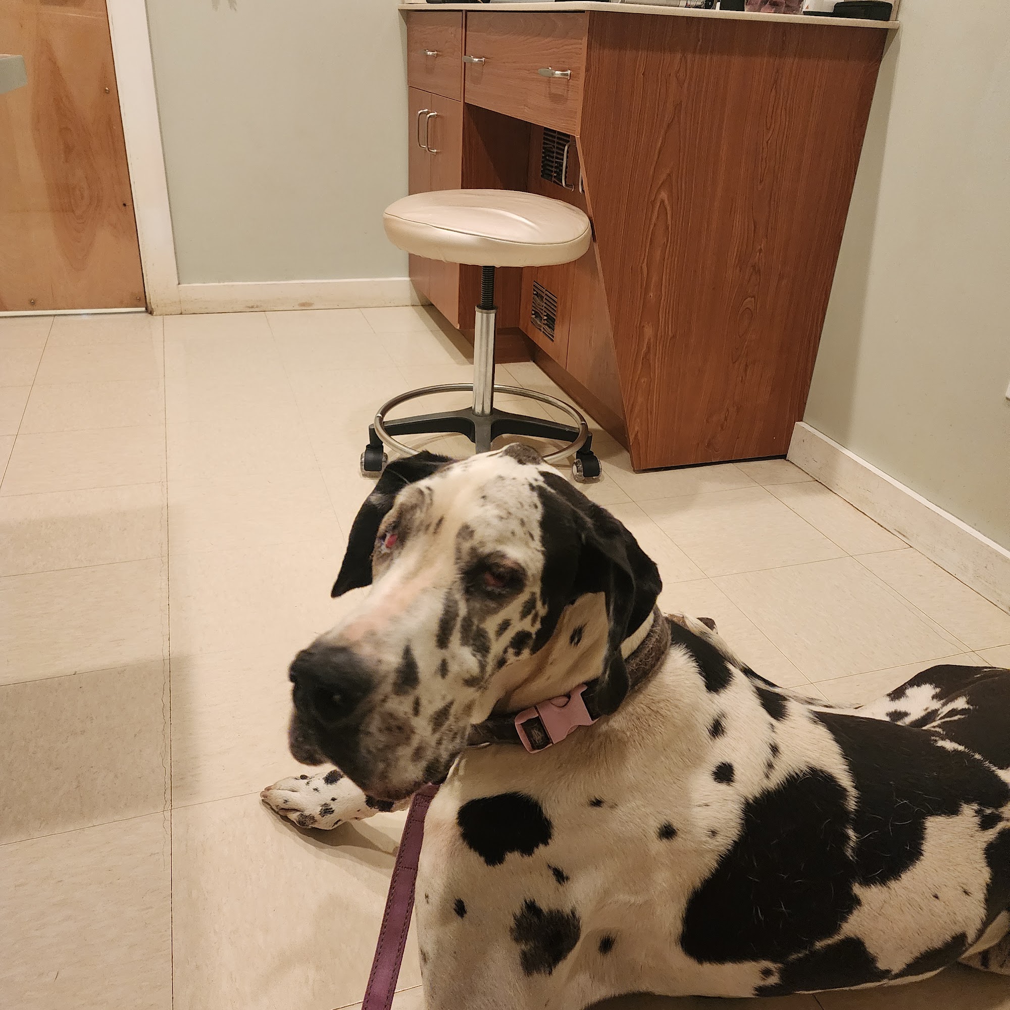 Animal Eye Clinic Wilton Wilton