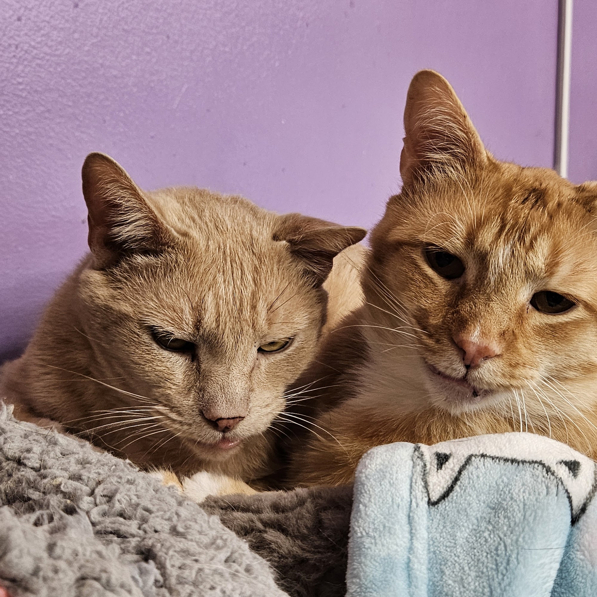 Animals in Distress Inc Wilton