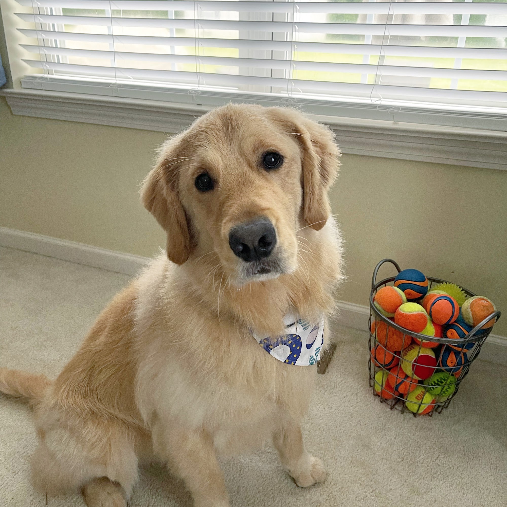 Luxury Paws Grooming LLC 482 Spring St, Windsor Locks Connecticut 06096