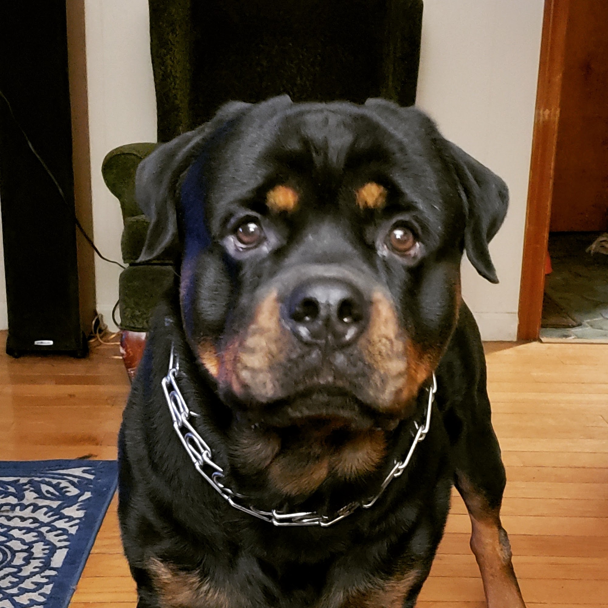 Windsor Animal Clinic Windsor