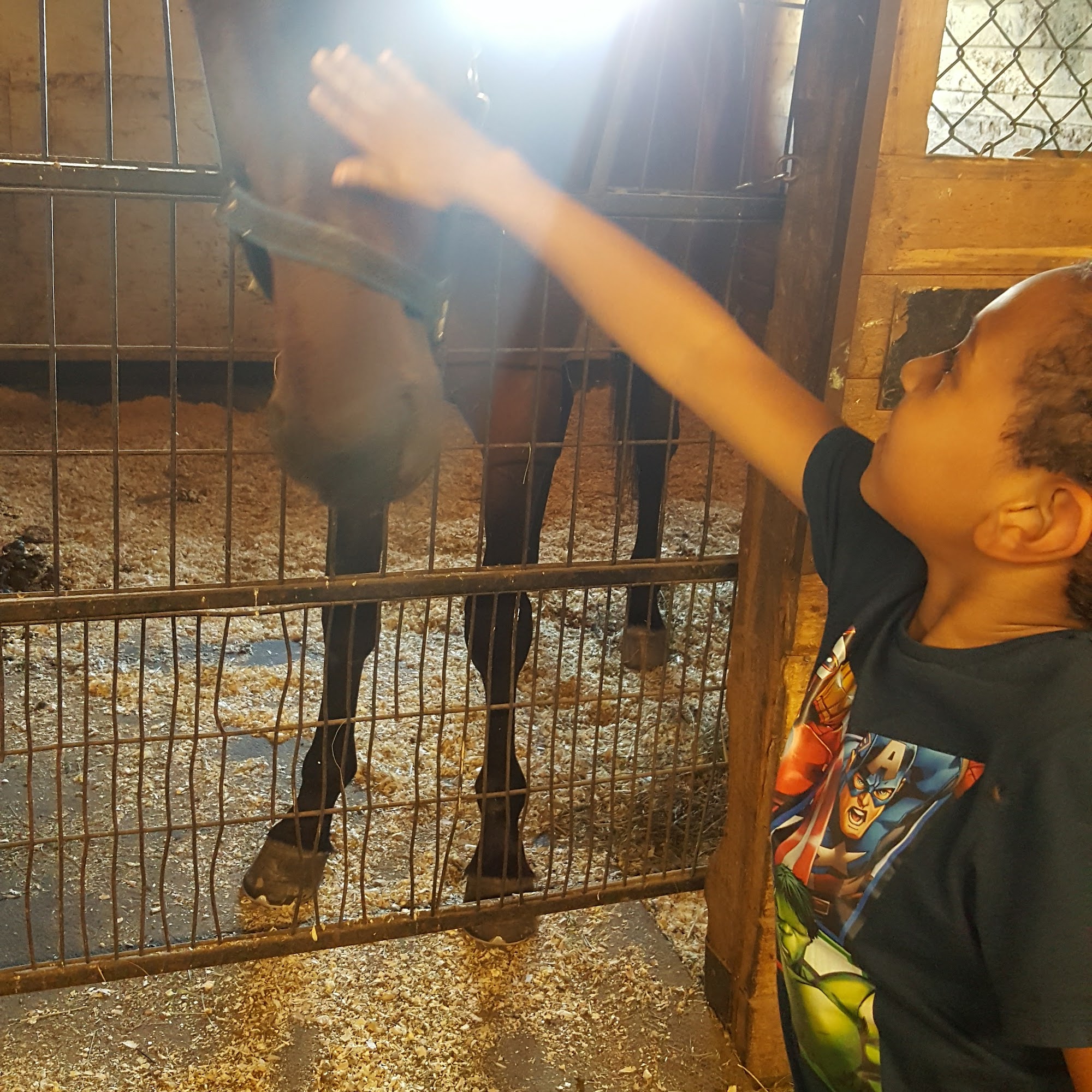 Stewart Equine Clinic Windsor