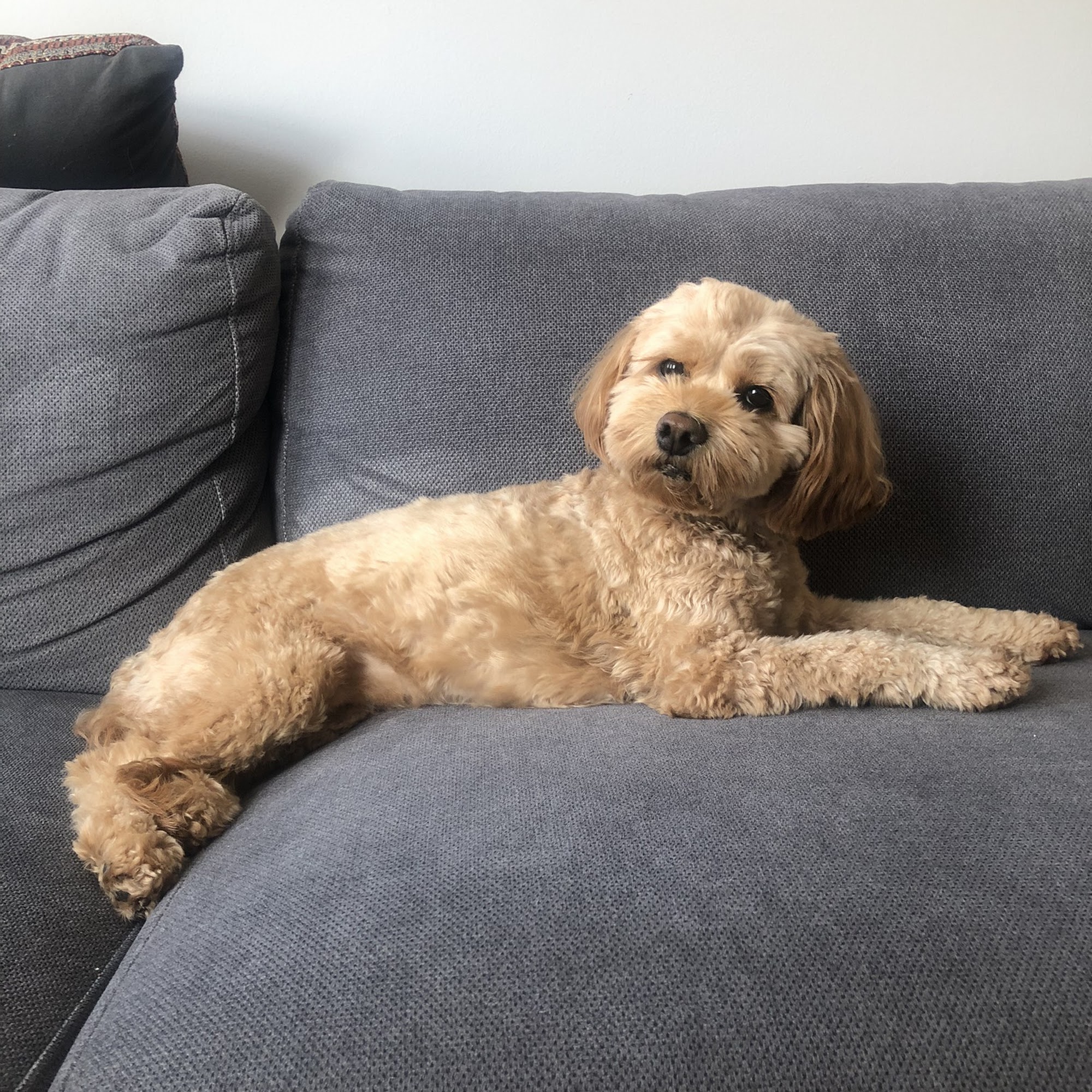 Bark Palace Dog Day Care Kennel Windsor