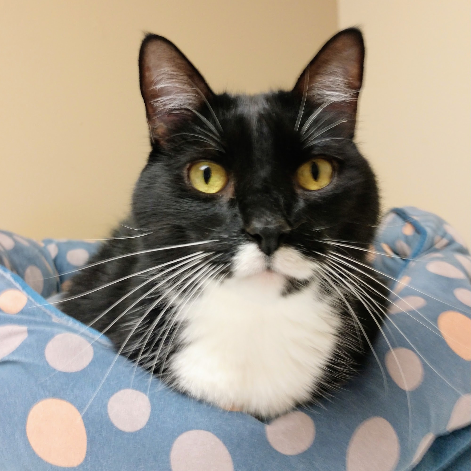 New England Cat Care Woodbridge