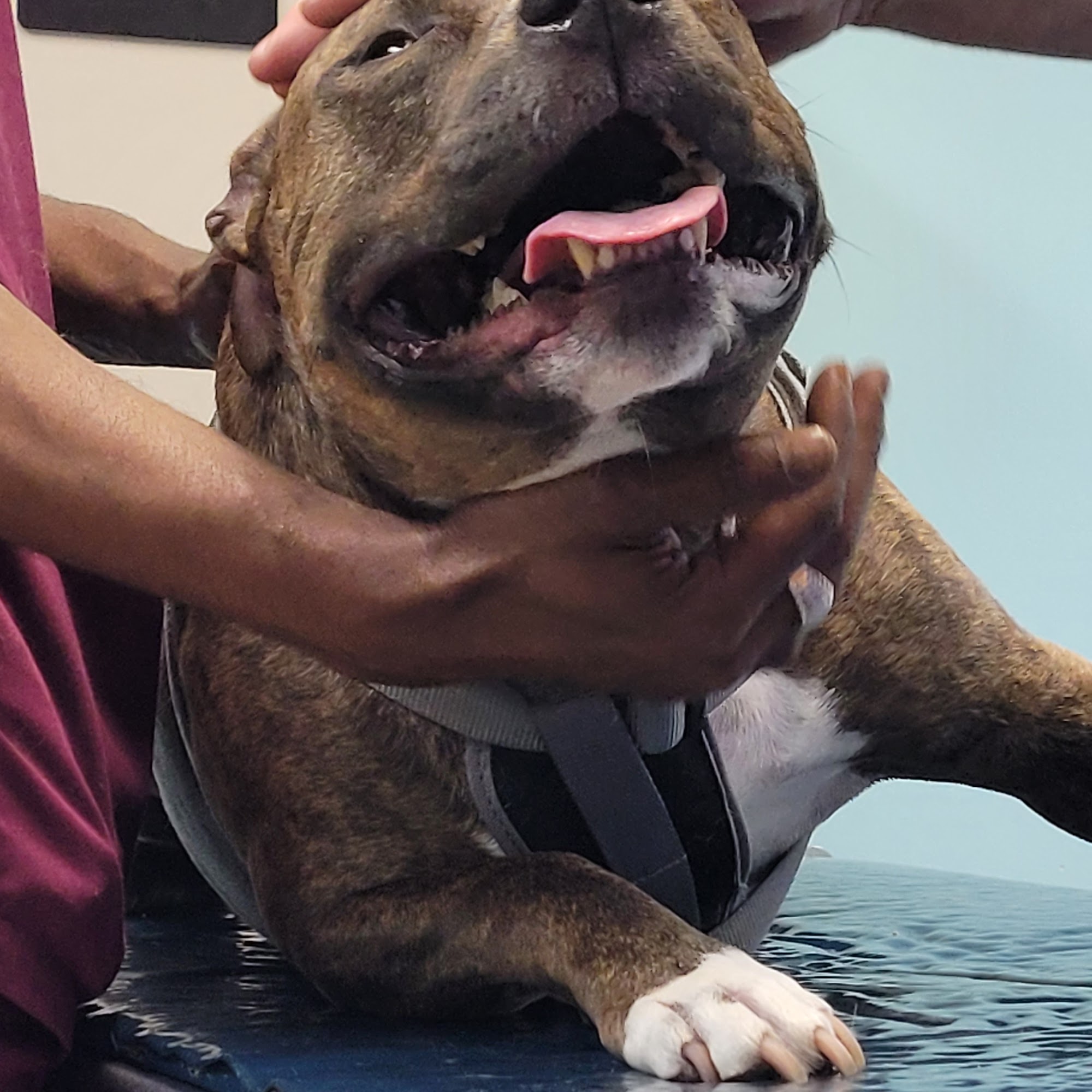 Woodbridge Veterinary Hospital Woodbridge