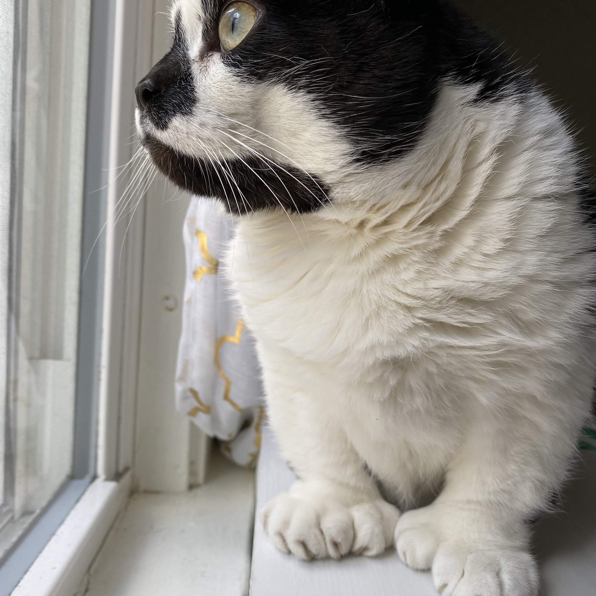 Woodstock Veterinary Clinic Woodstock