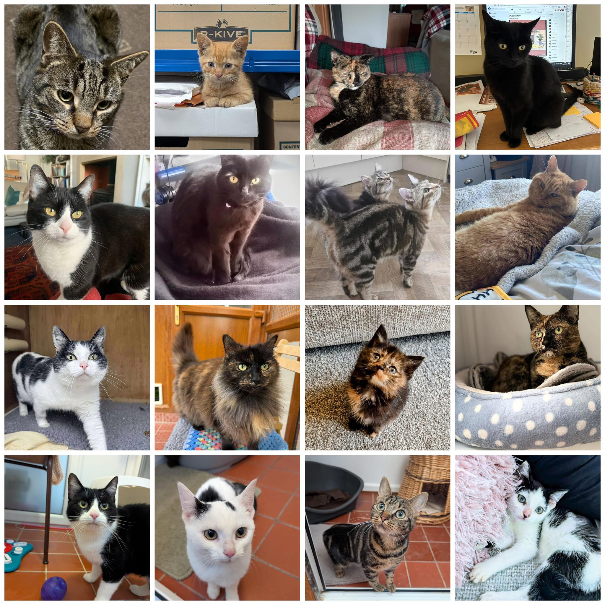 RSPCA Westmorland