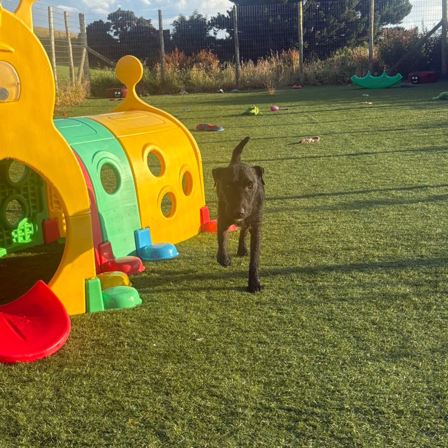 RSPCA Cumbria West
