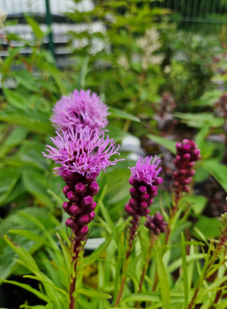 Whitehaven Garden Centre
