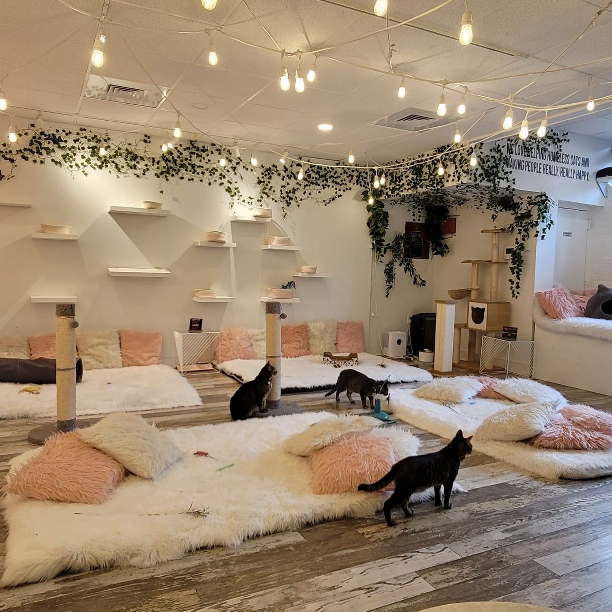 Crumbs & Whiskers | Kitten & Cat Cafe. Washington