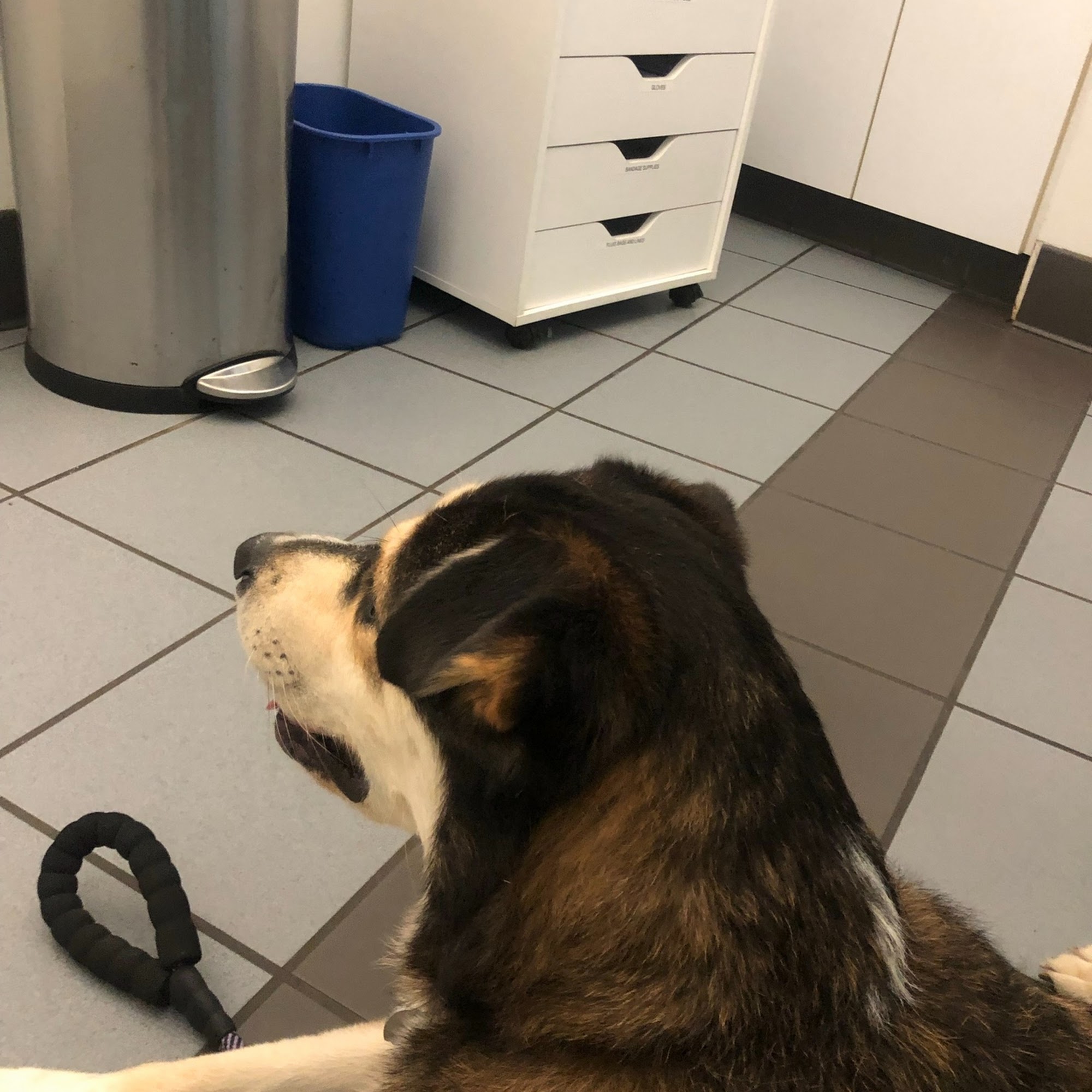 Union Veterinary Clinic Washington