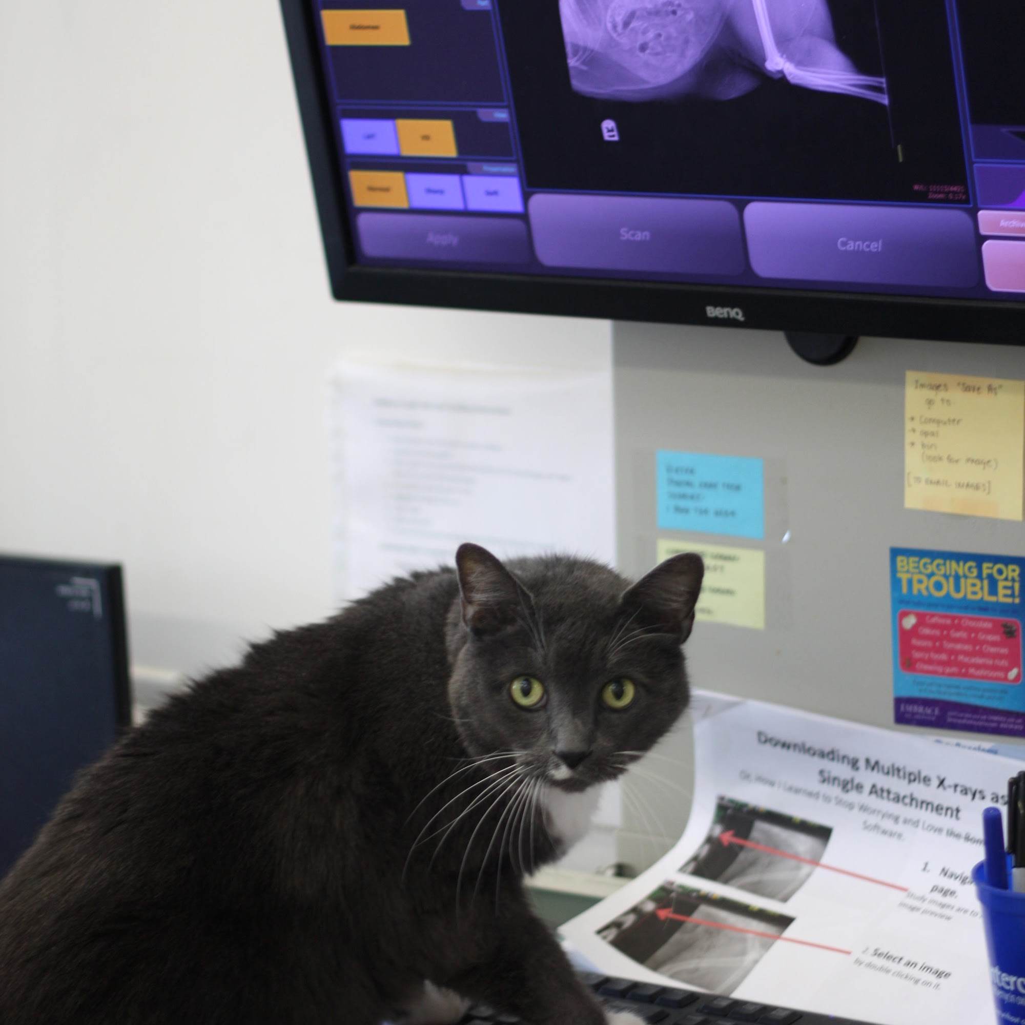 Palisades Veterinary Clinic Washington