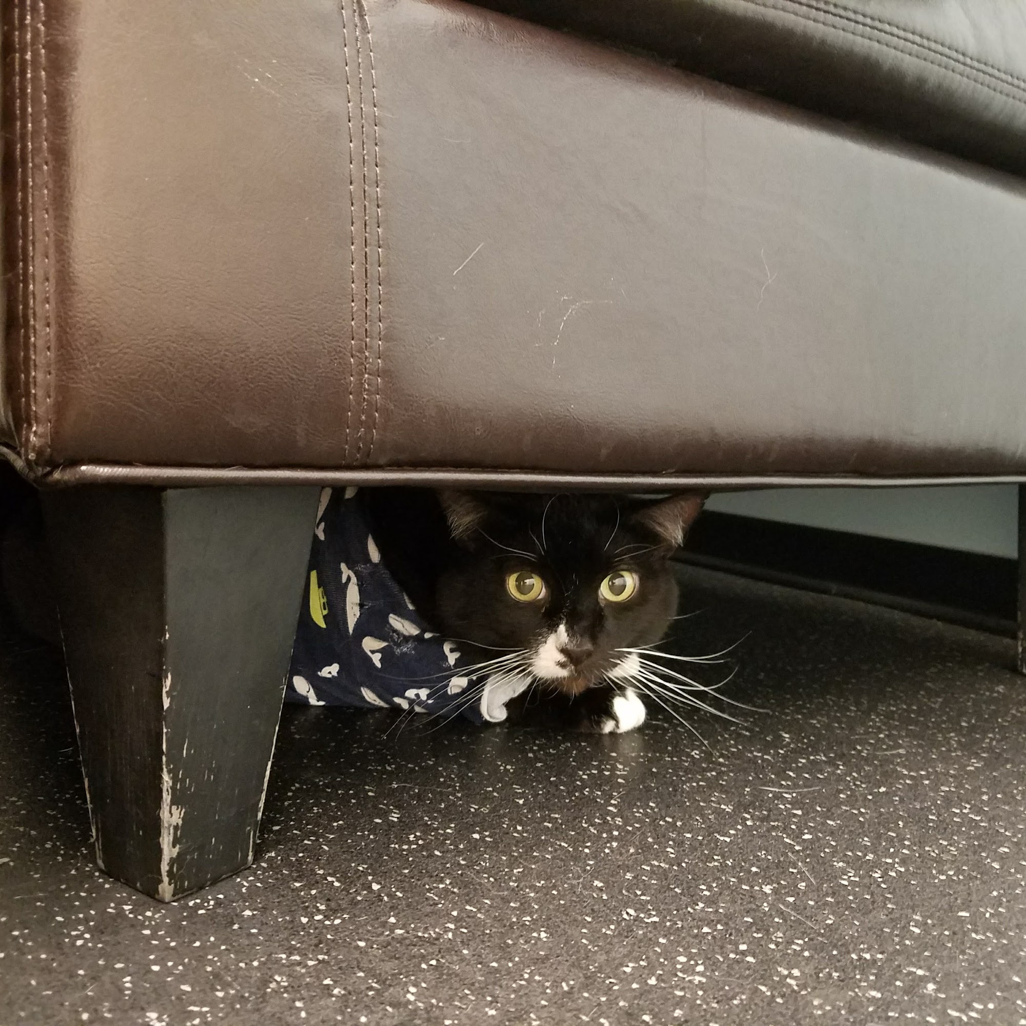 District Veterinary Hospital Brookland Washington