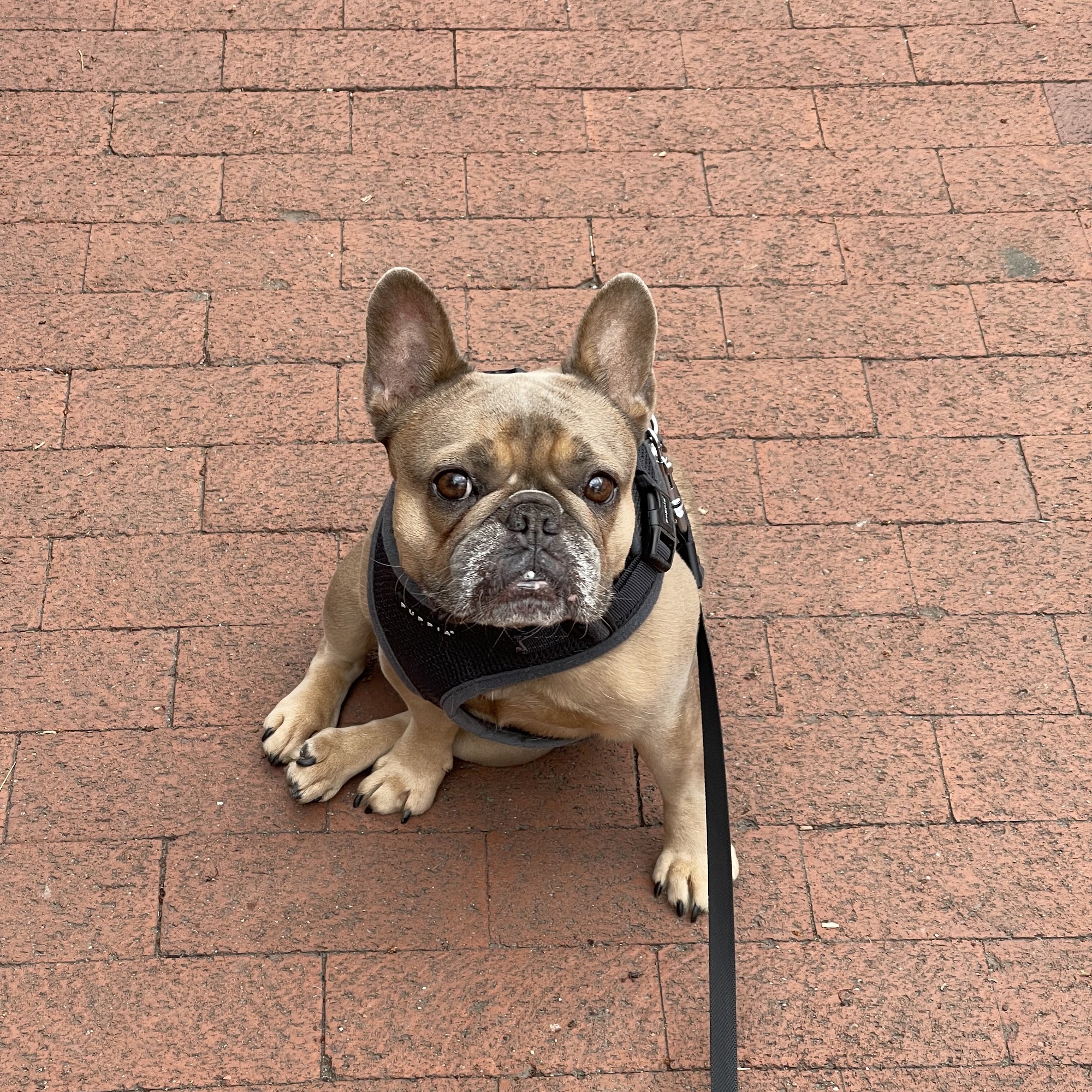 Adams Morgan Animal Hospital Washington