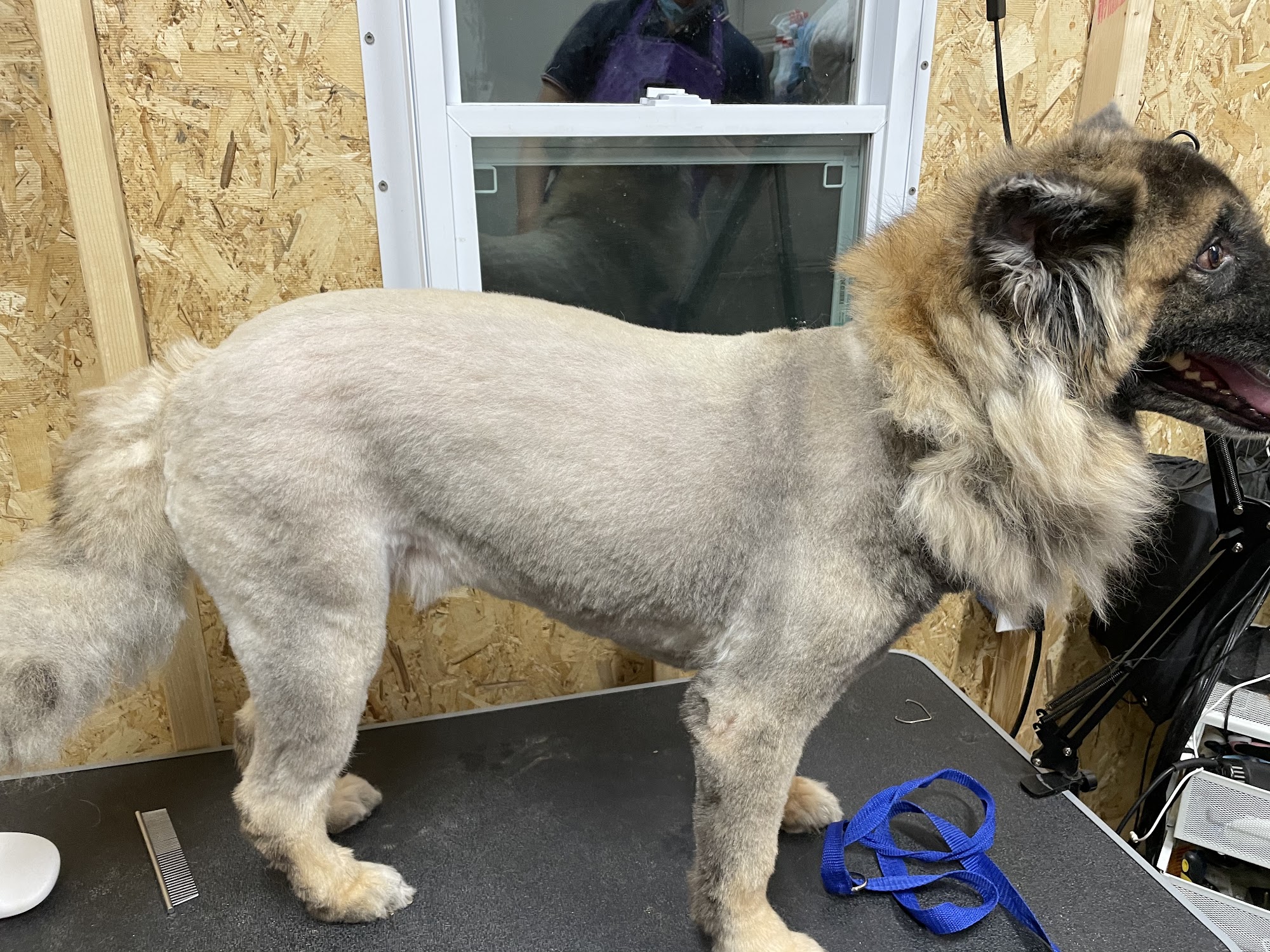 NOMA Pet Services & Takoma Mobile Grooming Washington