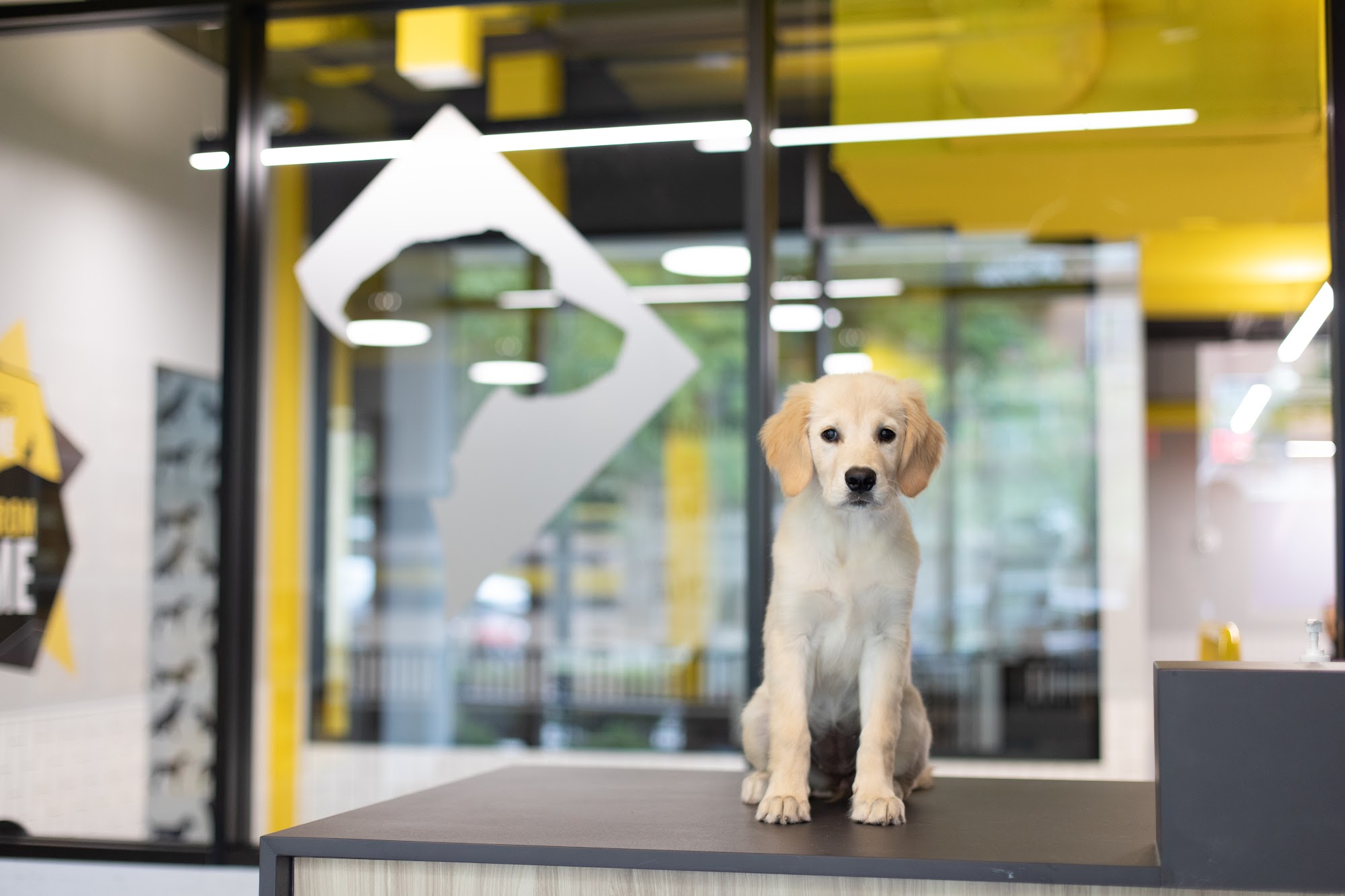 District Dogs Shaw Washington