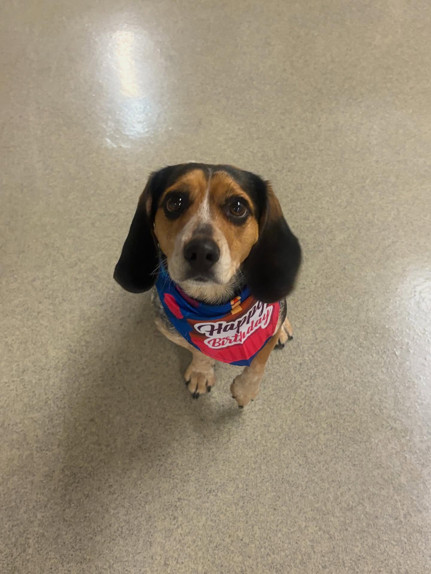 Atlas Doghouse Washington