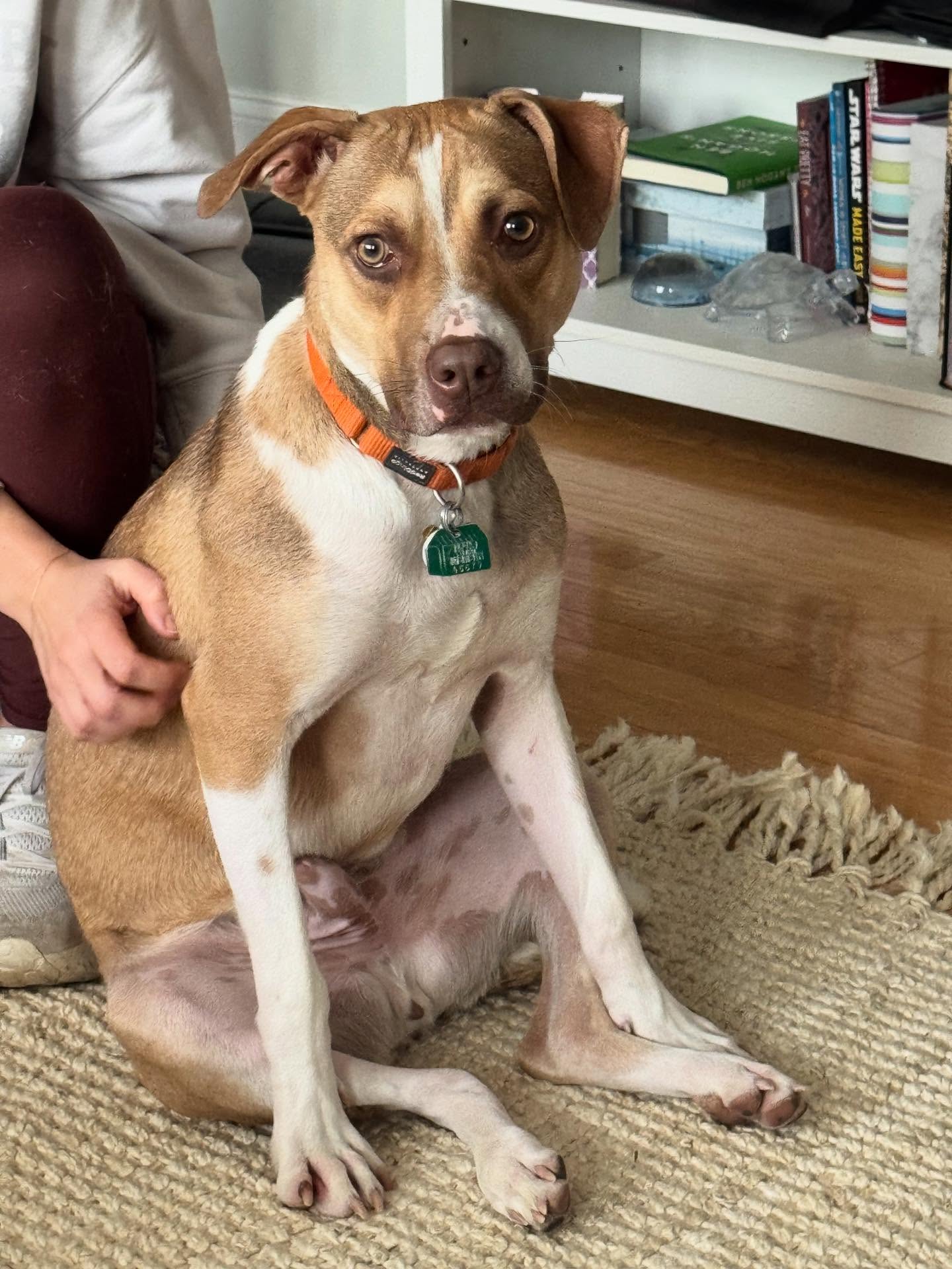 Susie's Pet Care Washington