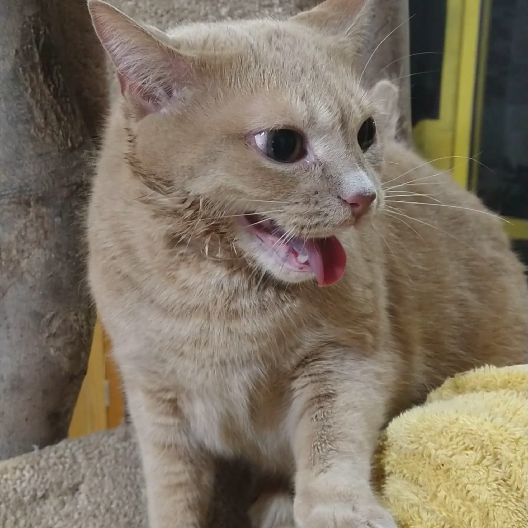 Capital Kitty Cat Resort Washington