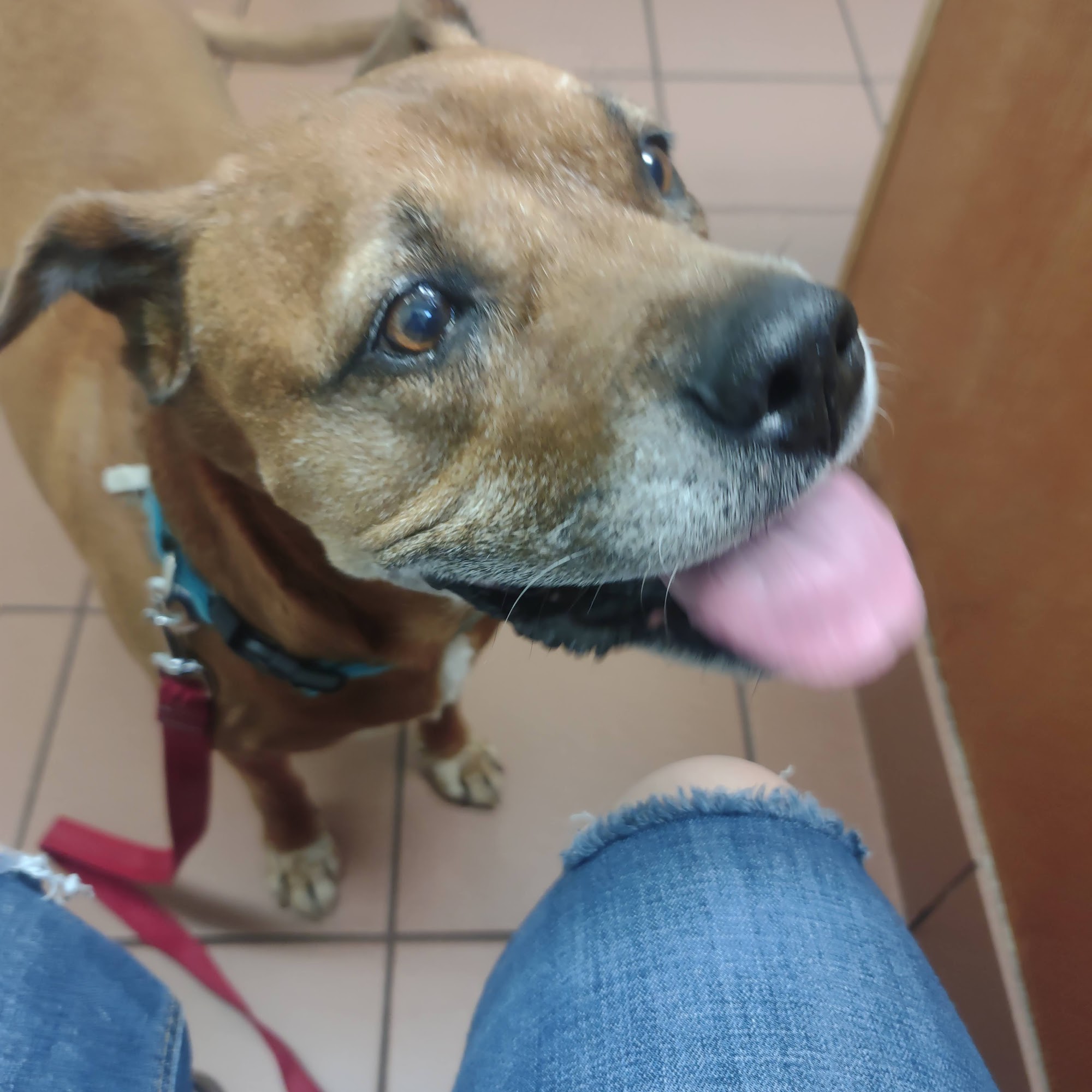 Lums Pond Animal Hospital Bear